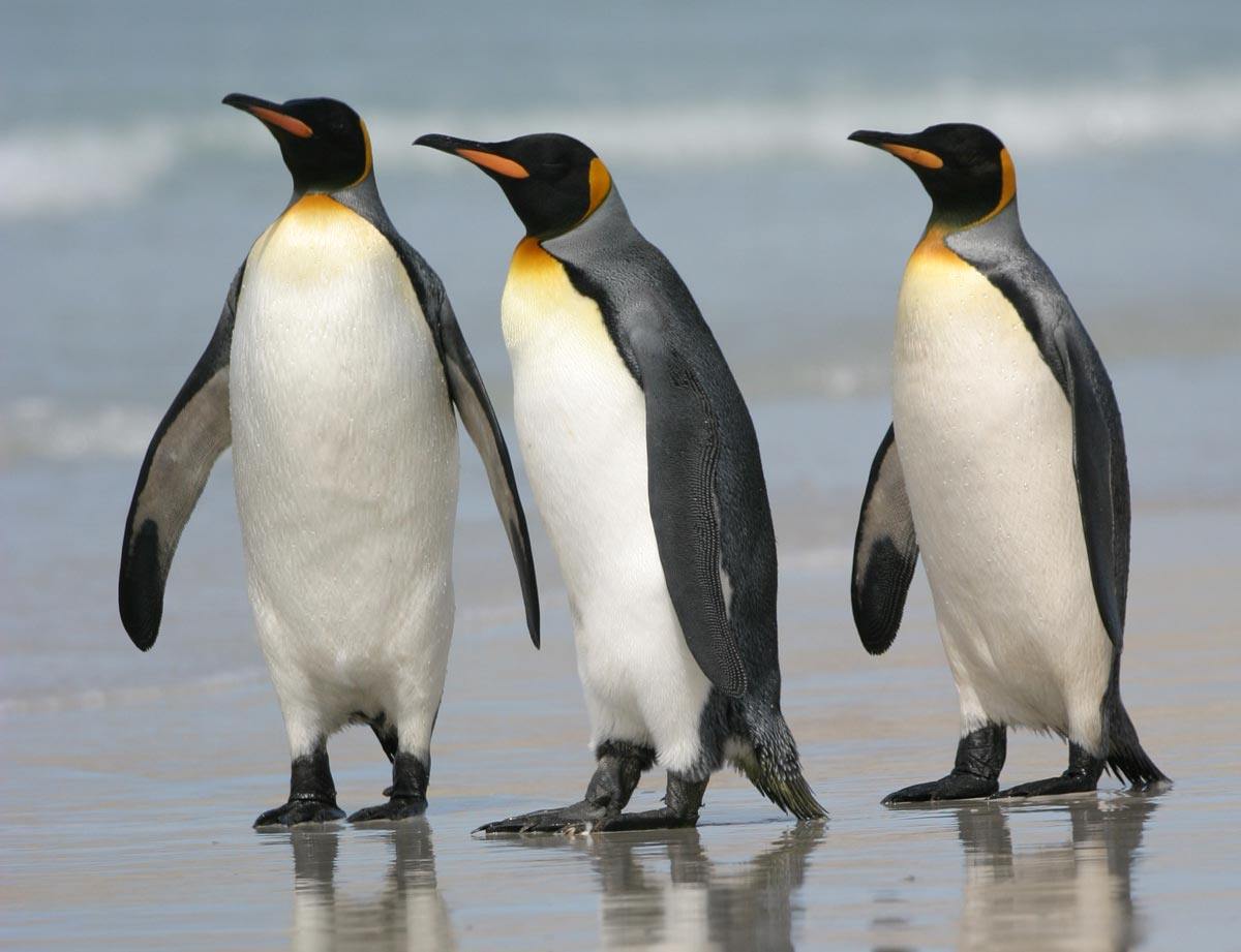 Free King Penguin Wallpaper download