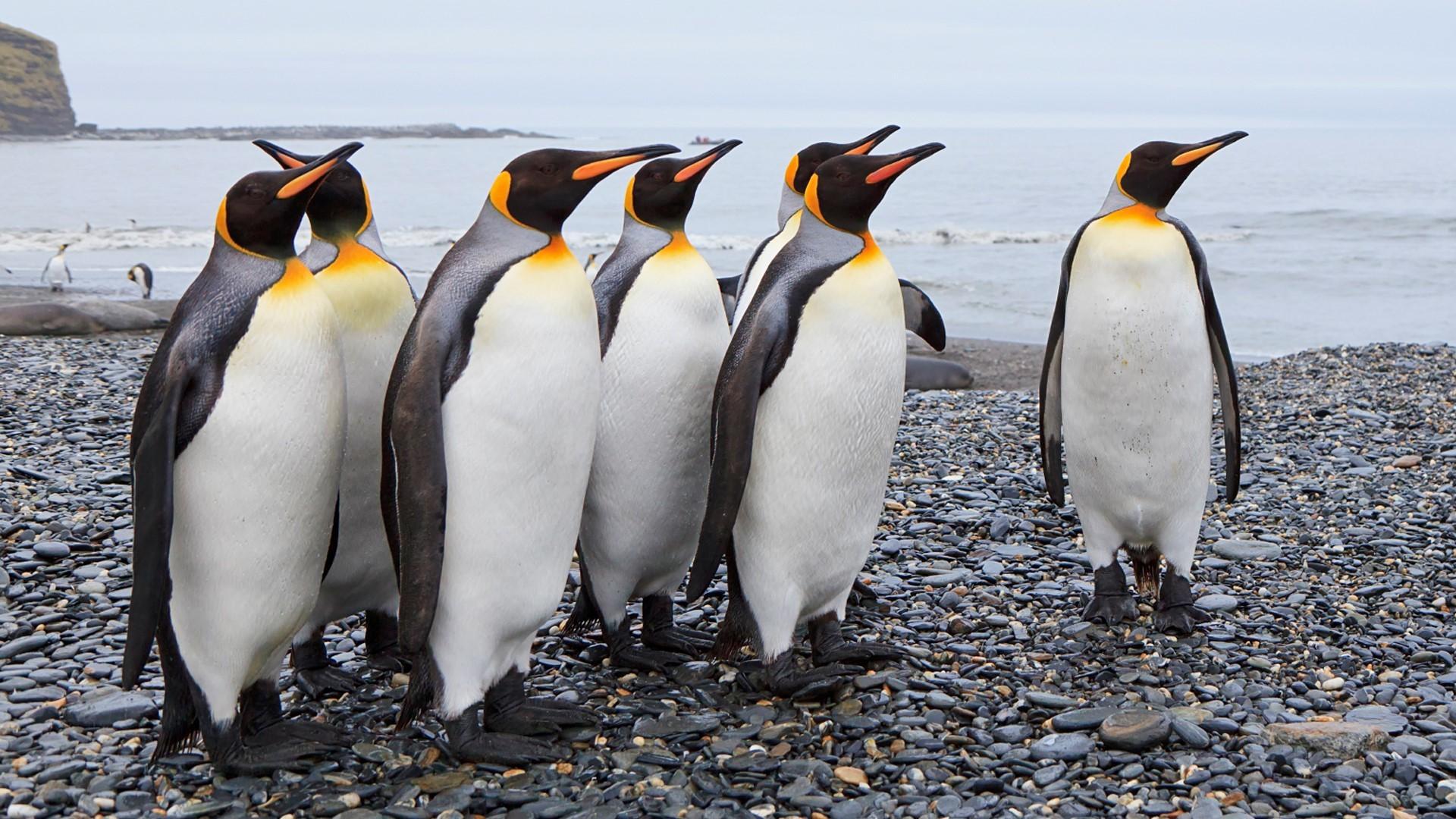 Animal Emperor Penguin HD Wallpaper