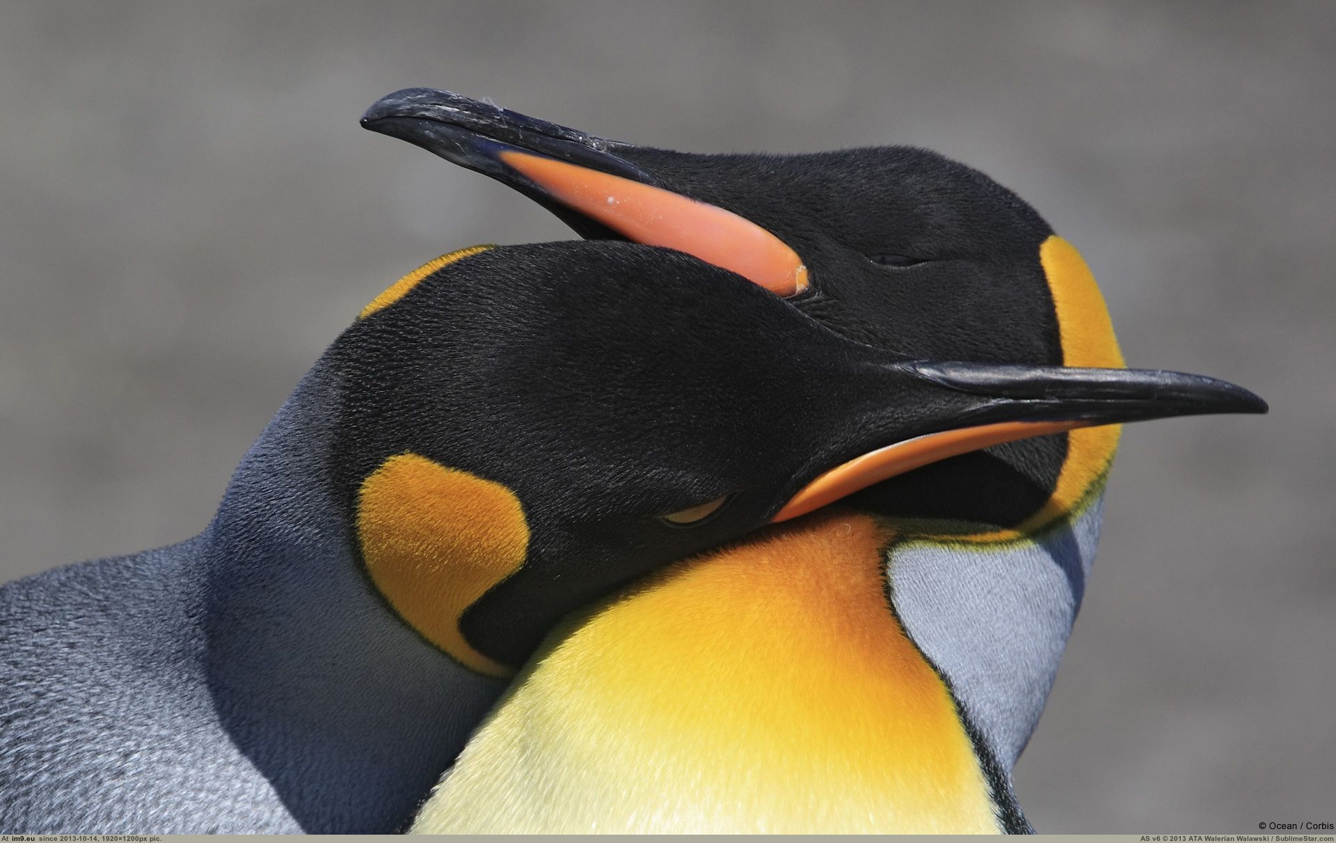 Pic. #King #Penguins, 254505B