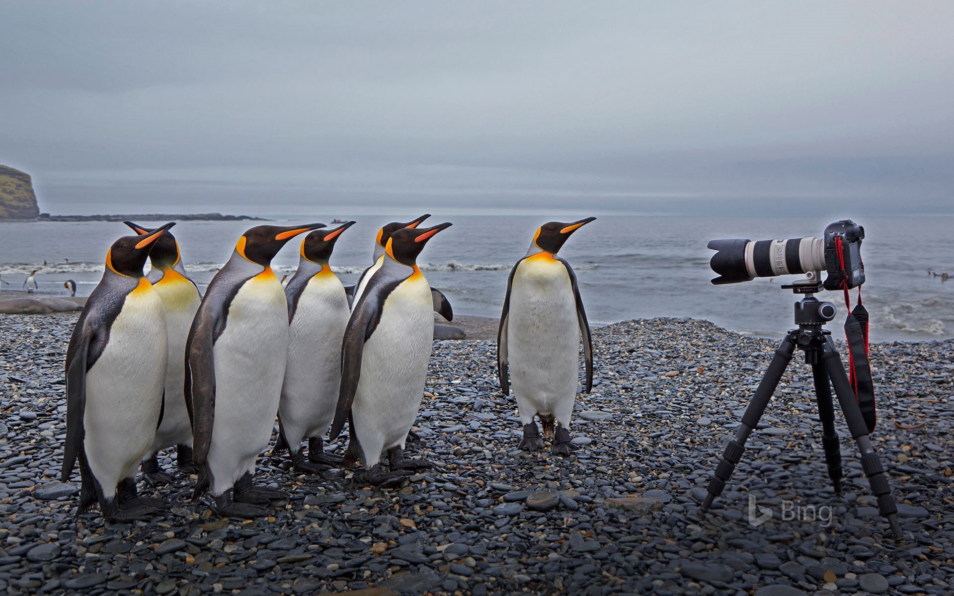 King penguins at St. Andrews Bay, South