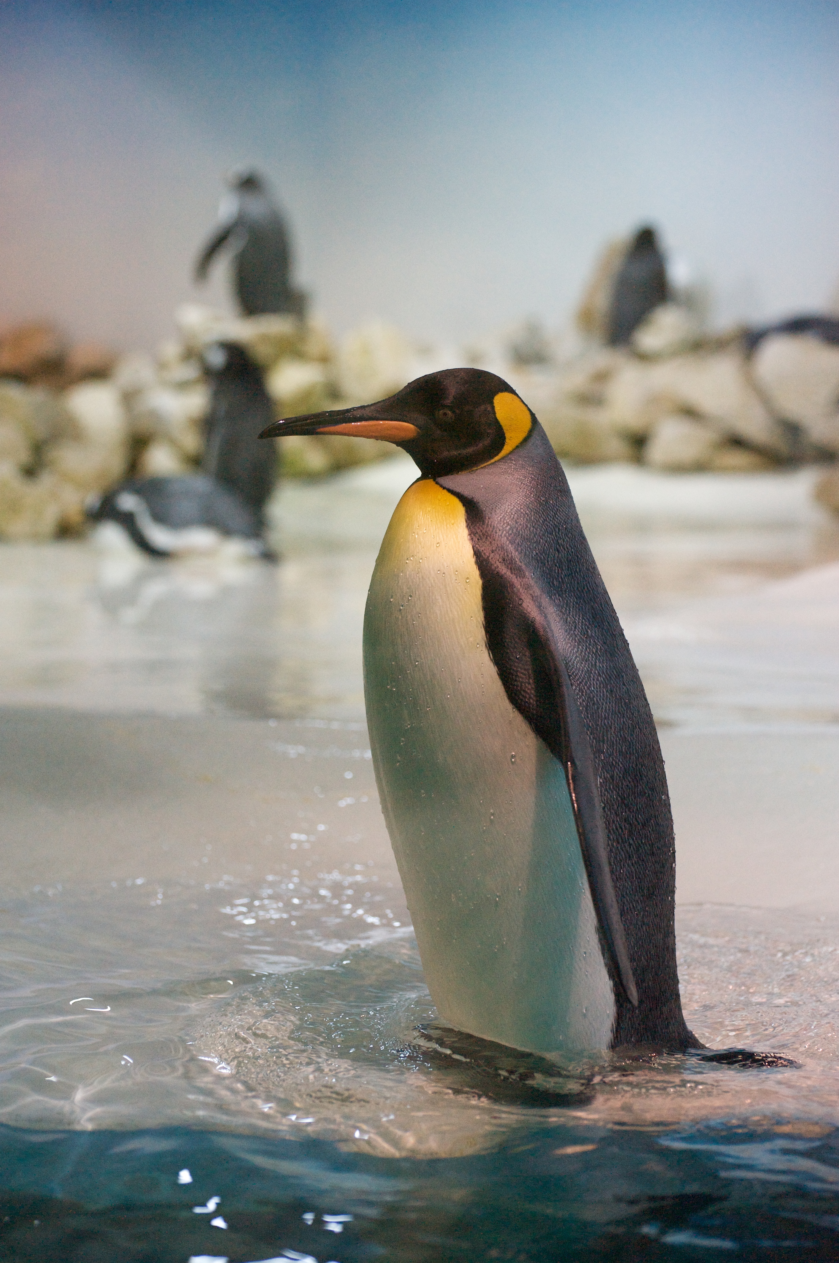 King Penguin Aptenodytes