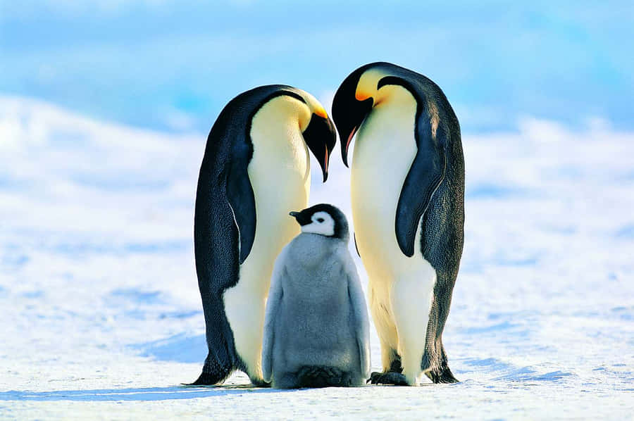 Penguin Picture