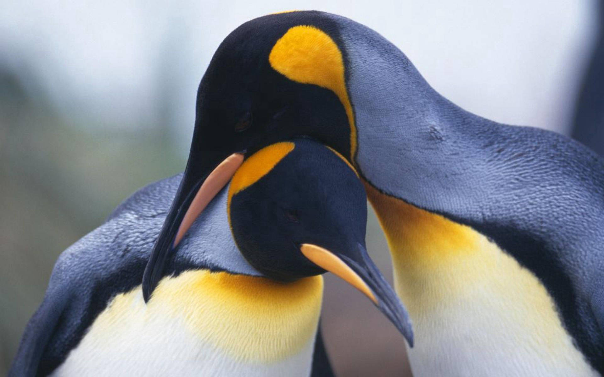 Download free King Penguins Close Up