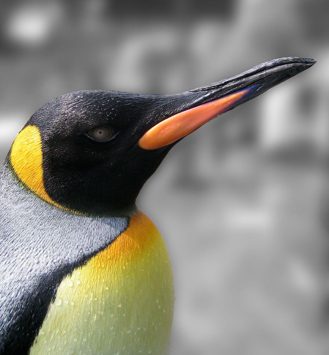 Free King Penguin Wallpaper