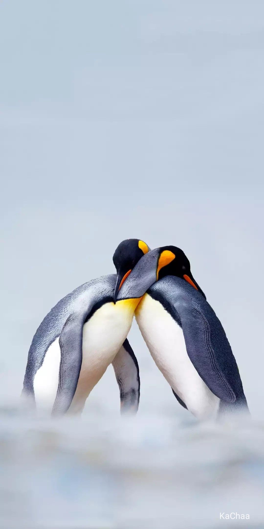 Wild animals picture, Penguins, Animal
