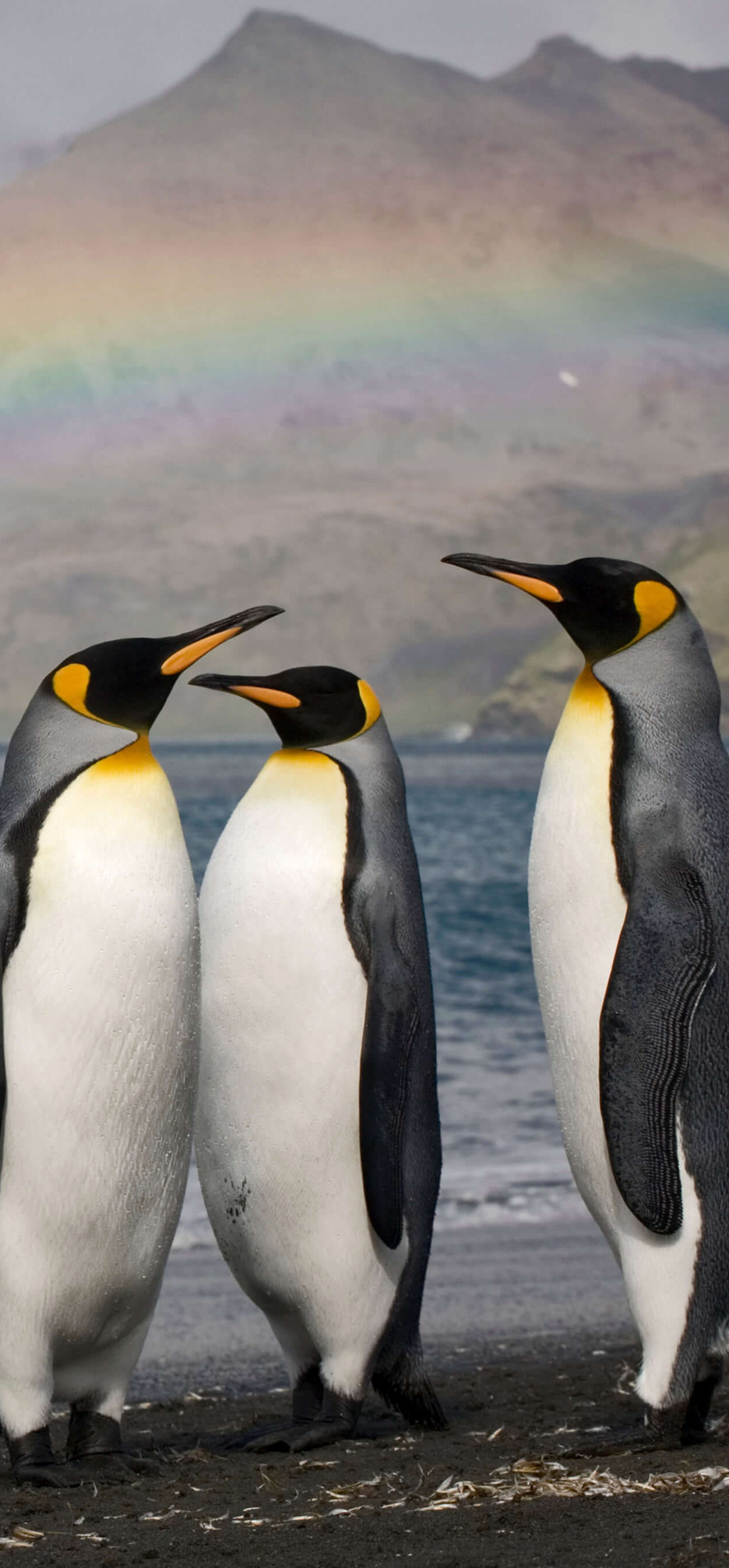 Penguins iPhone XS MAX , HD 4k
