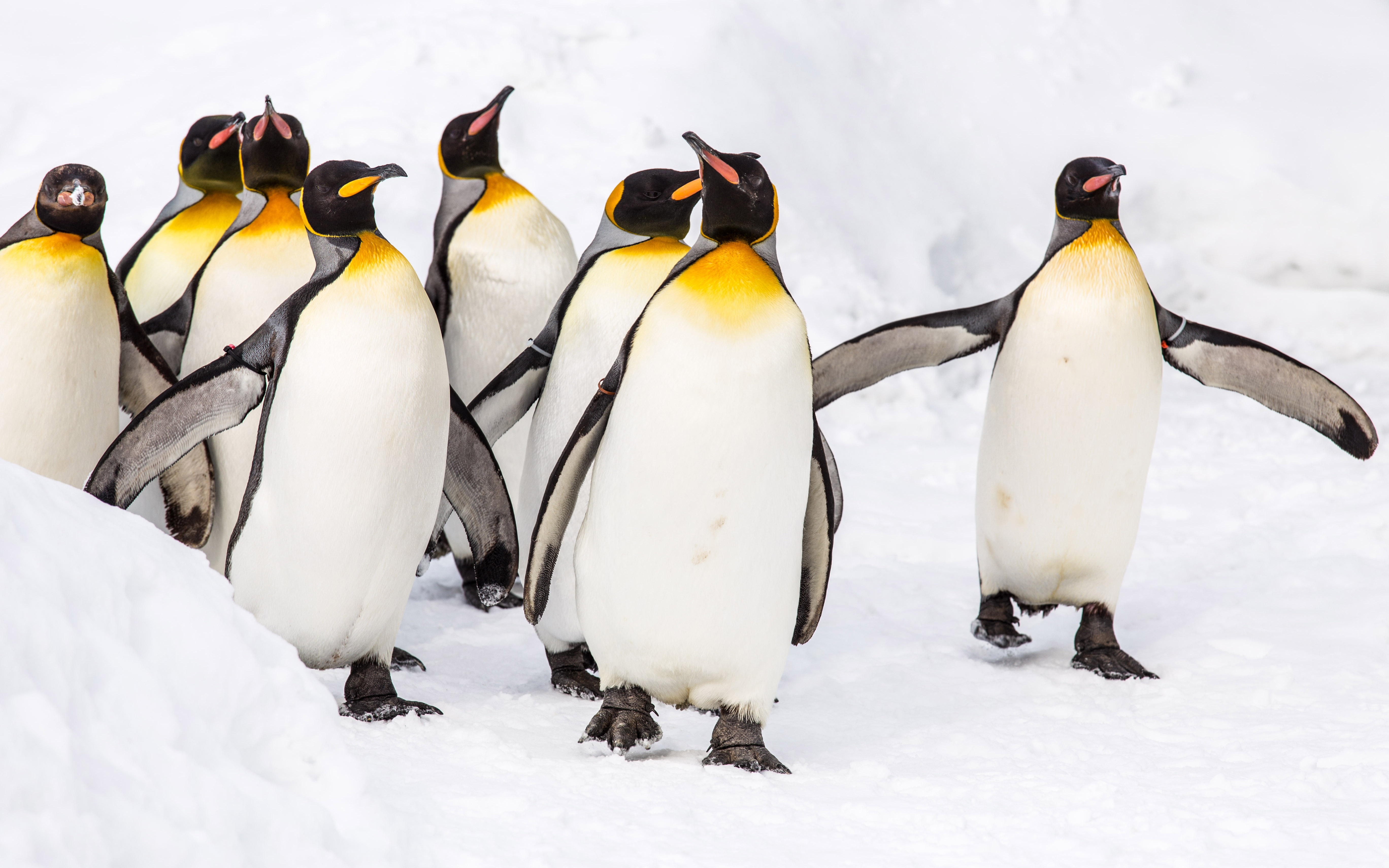 Bird, Animal, Penguin, King Penguin