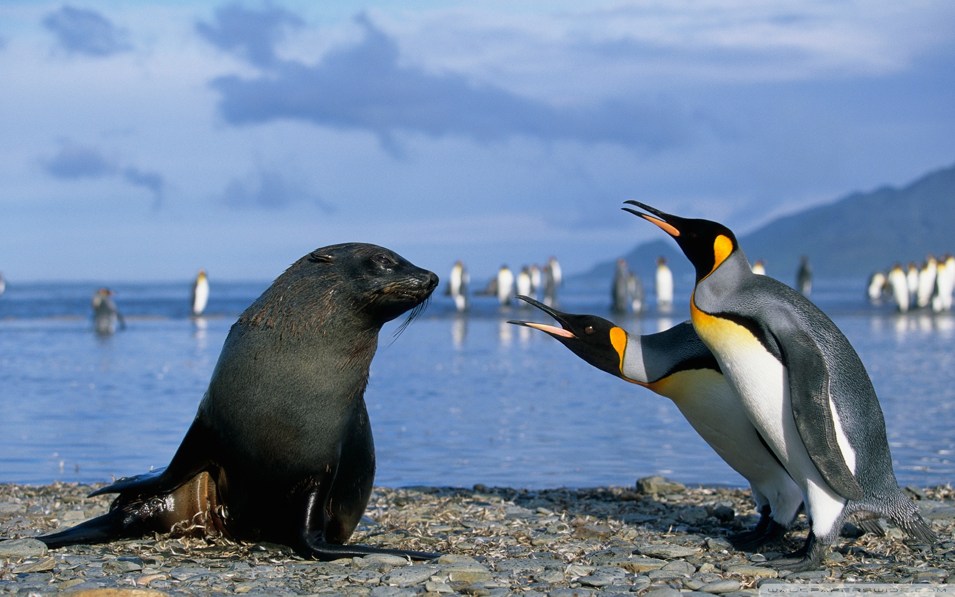 Two King Penguins And A Seal