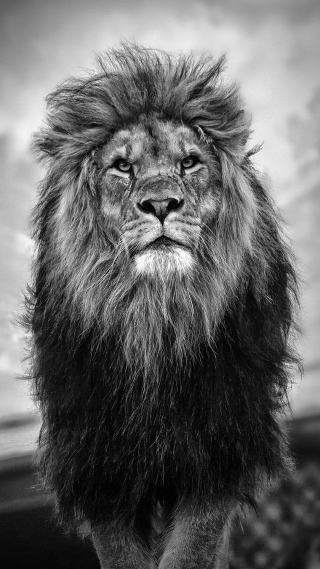 Best Lion iPhone Wallpaper Download
