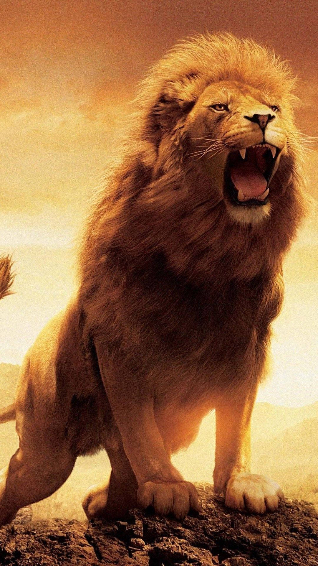 Roaring Wild Lion iPhone Wallpaper
