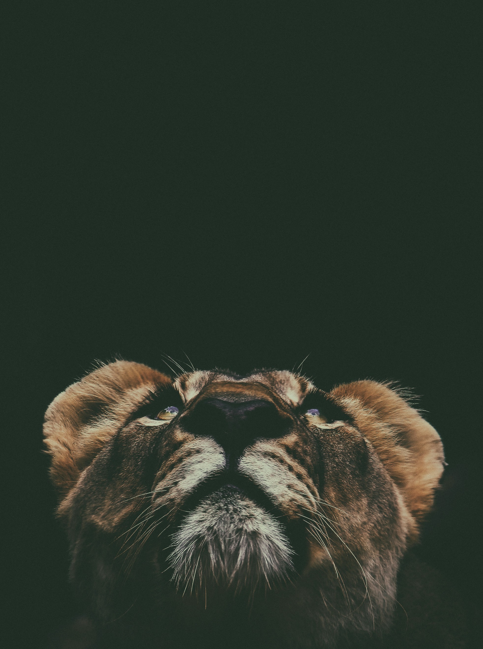 Lion Wallpaper: Free HD Download