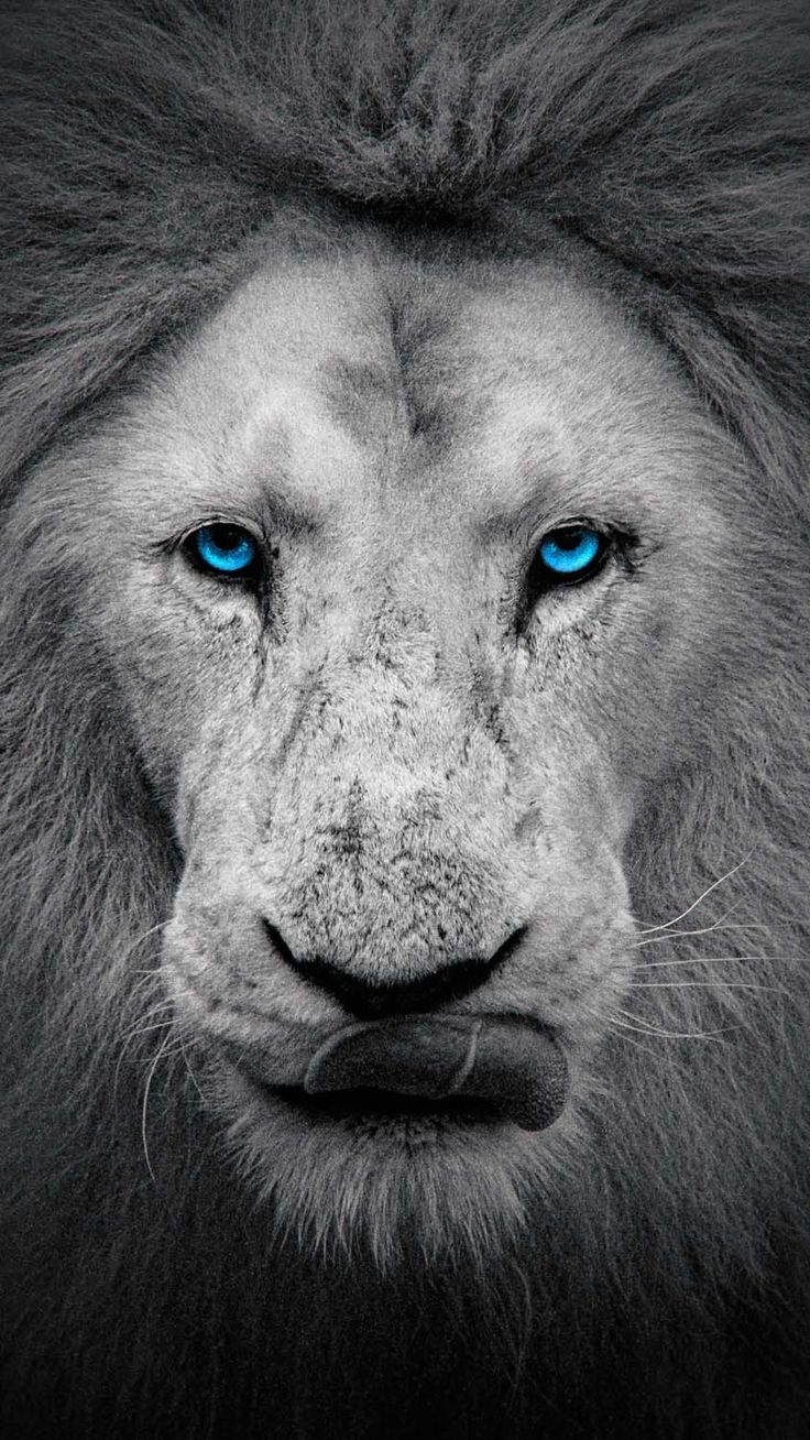 White Lion IPhone Wallpaper HD