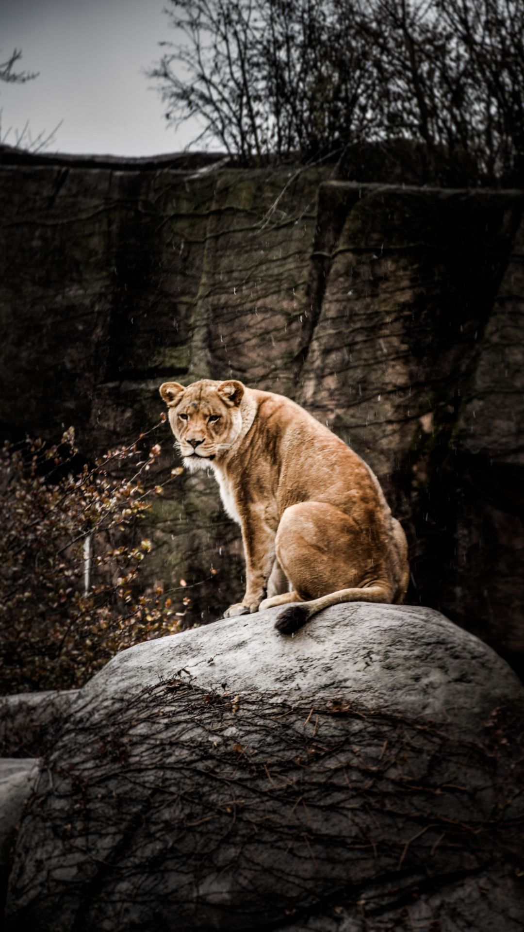 Lion HD Wallpaper Best HD Lion