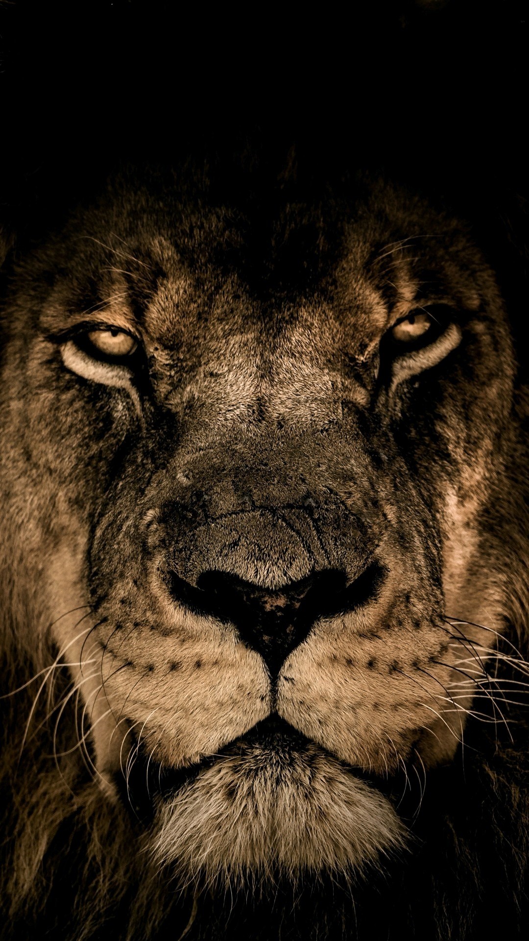 Lion iPhone Wallpaper