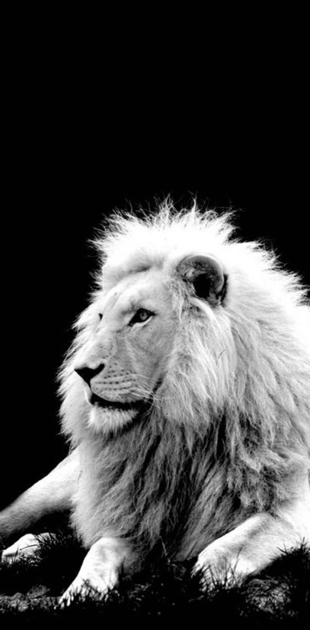 Download Bnw Lion iPhone Wallpaper