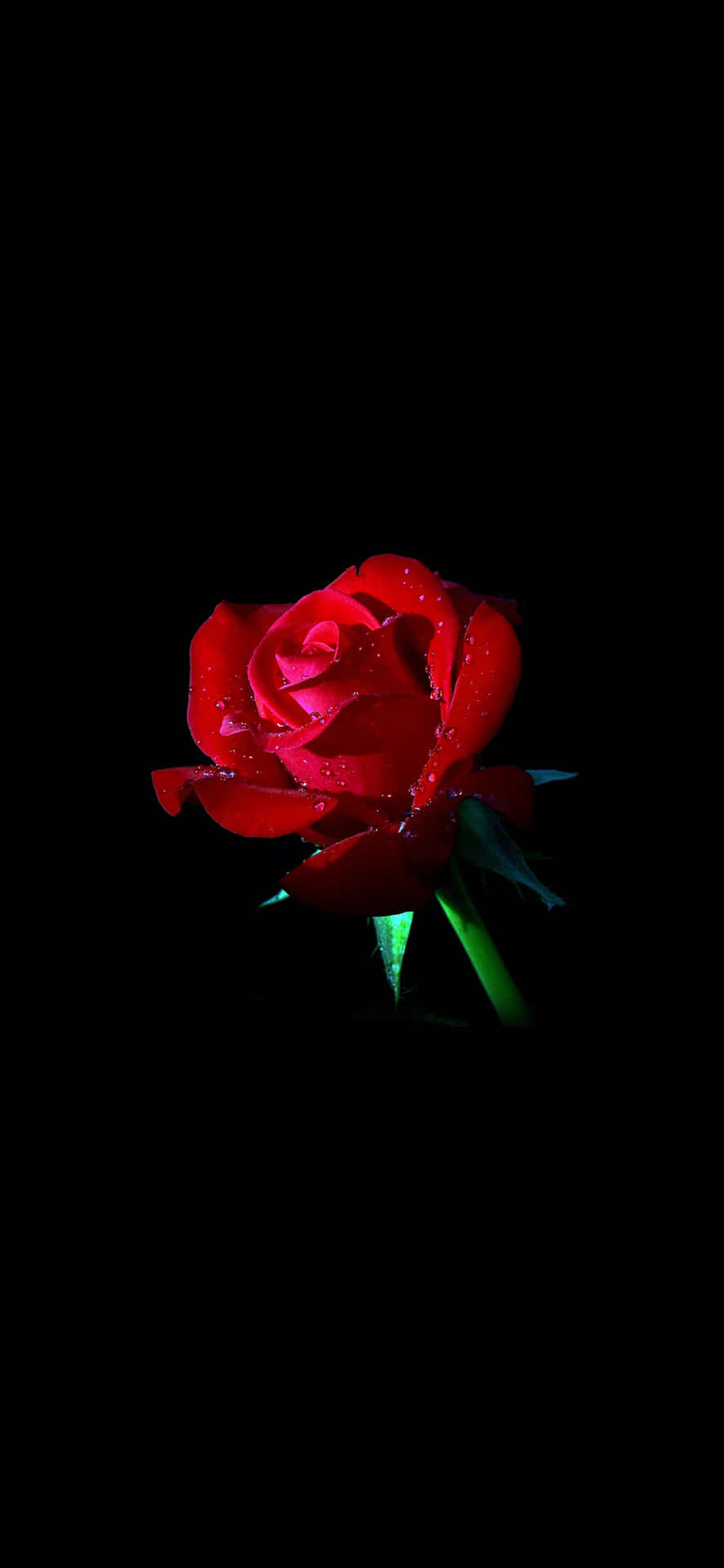 Red Rose On A Black Background