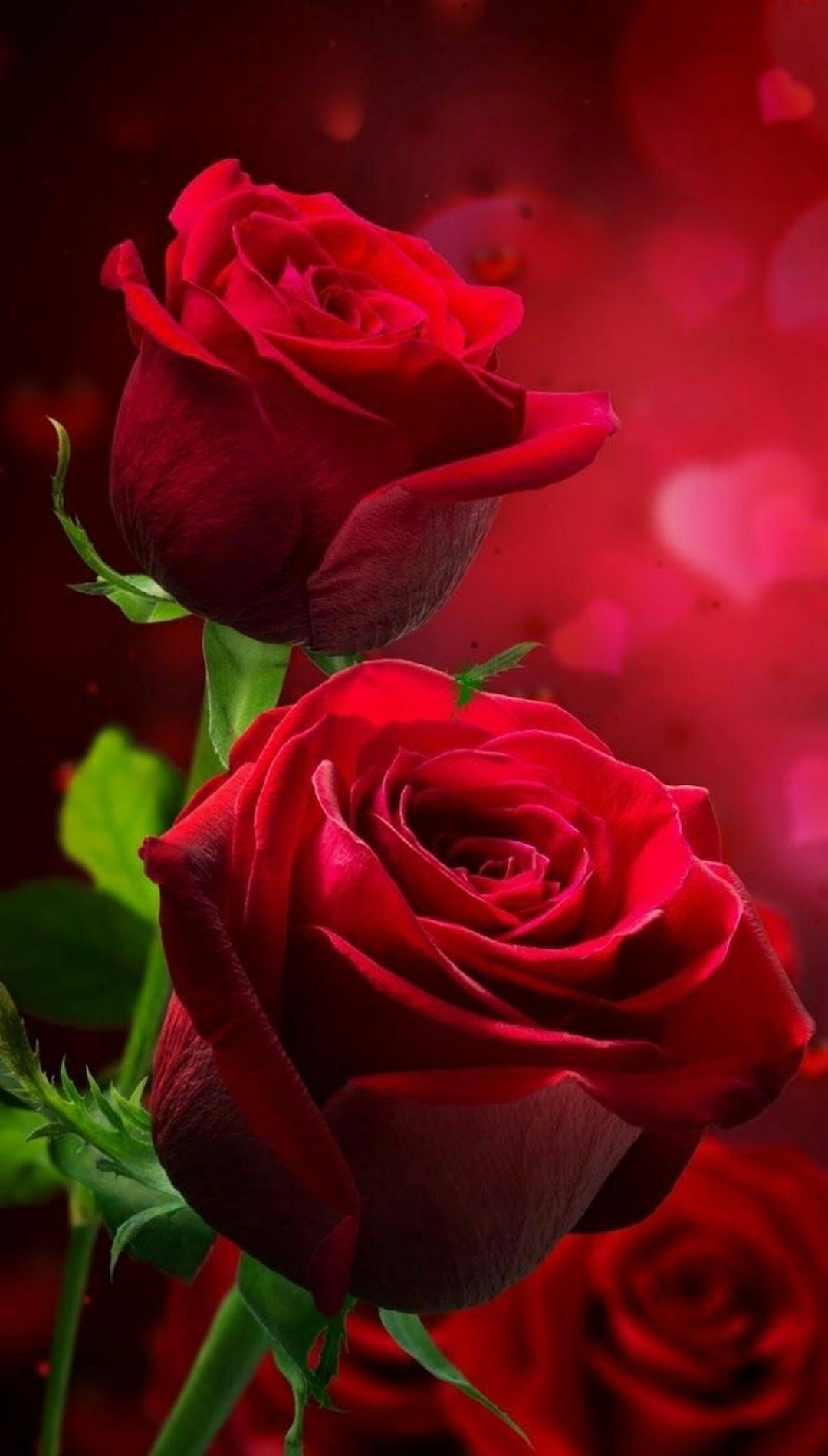 Red Rose Flower iPhone Wallpaper HQ