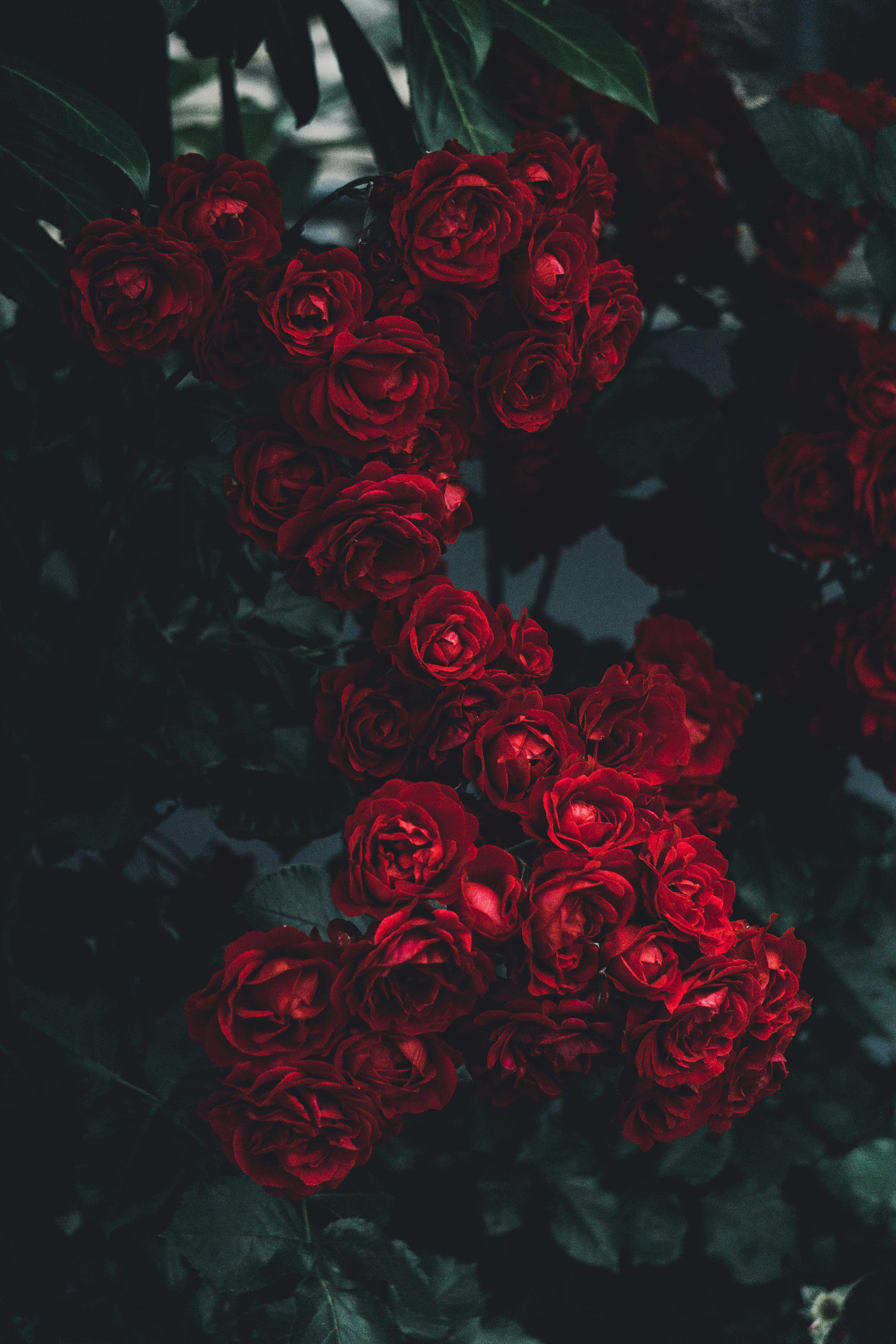 Red Roses in Bloom · Free
