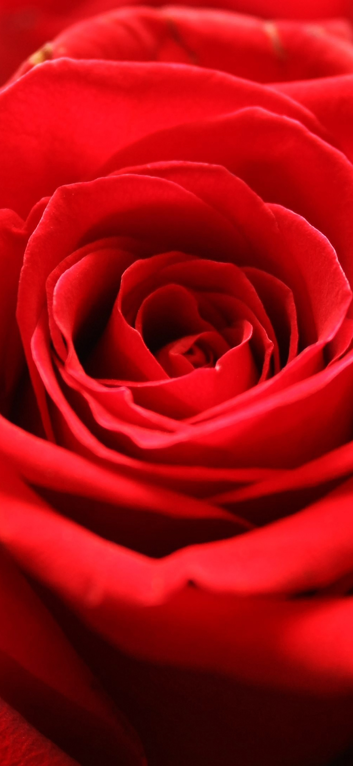 Rose Flower Red Nature Wallpaper