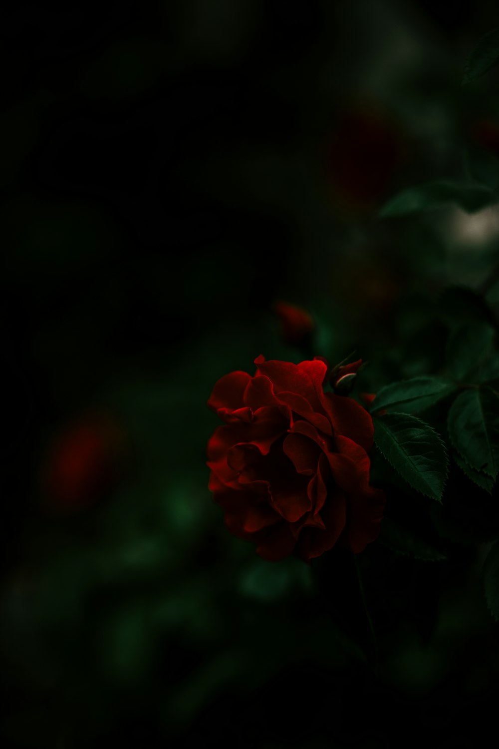 Dark Rose Picture. Download Free