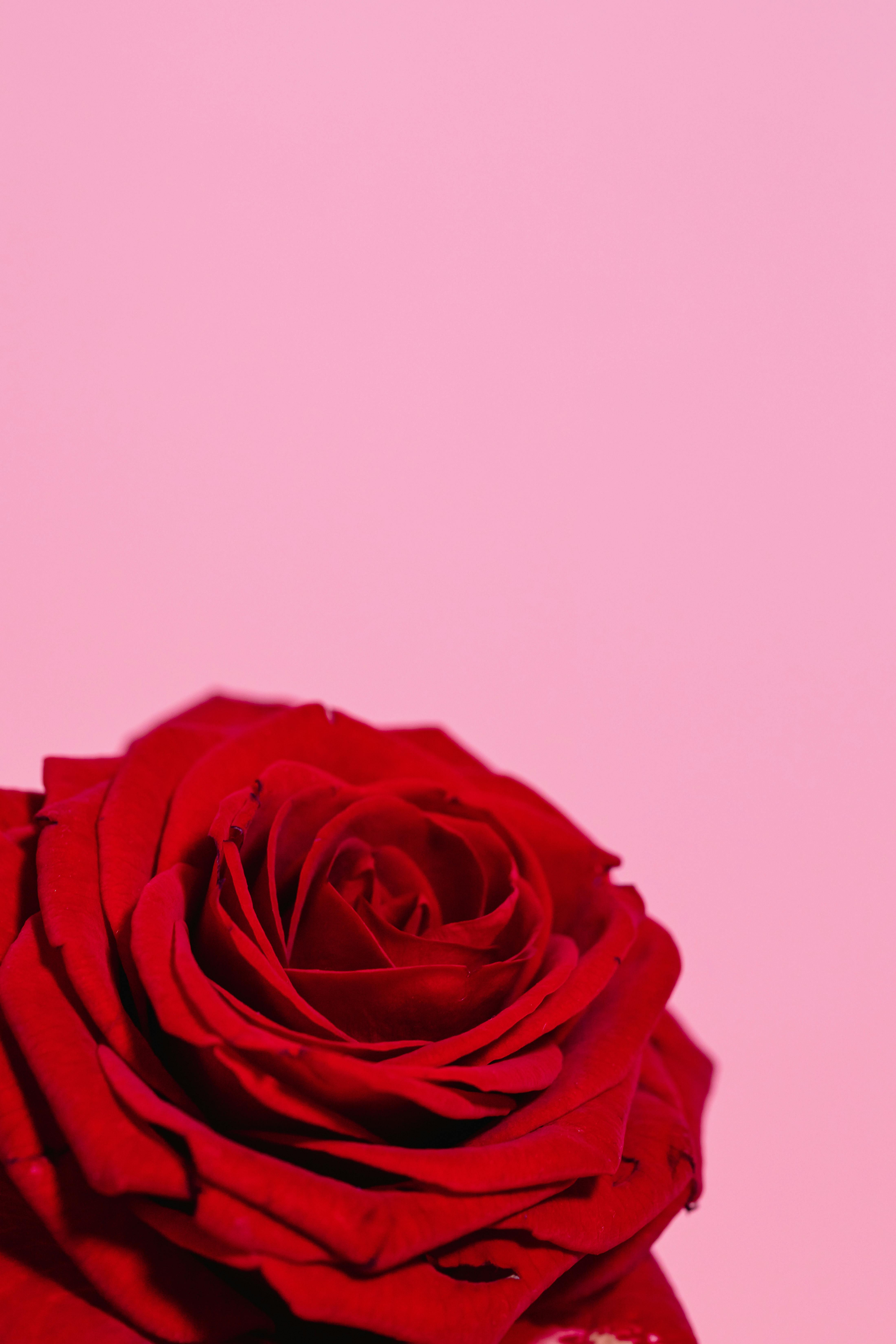 Red Rose on Pink Background · Free
