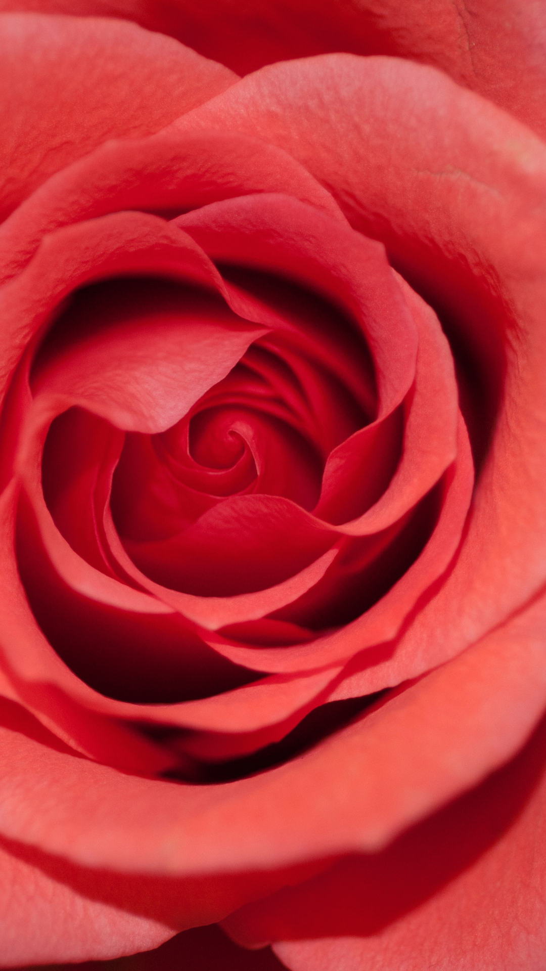 Red Rose In Macro iPhone Wallpaper