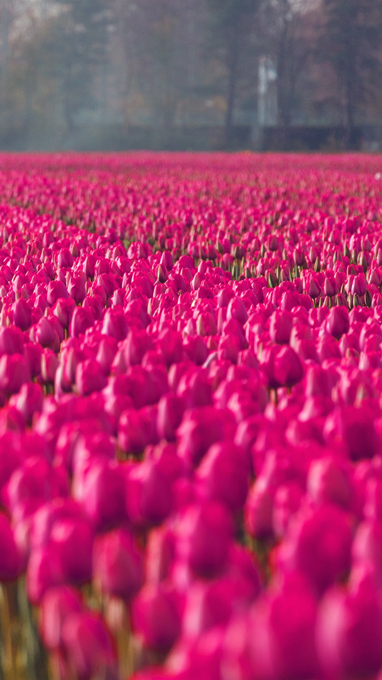 Red Rose Flower Spring Happy Pink