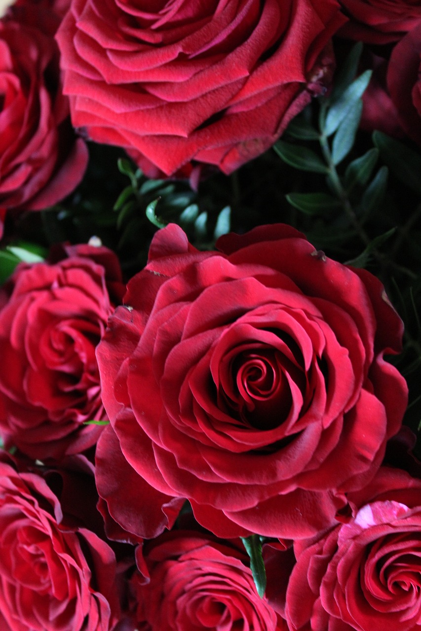 Red Roses Background