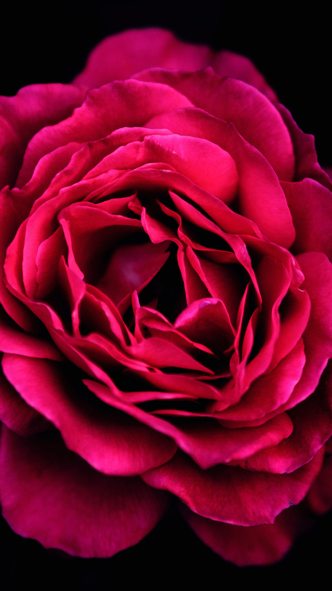 Luxurious Red Rose iPhone Wallpaper