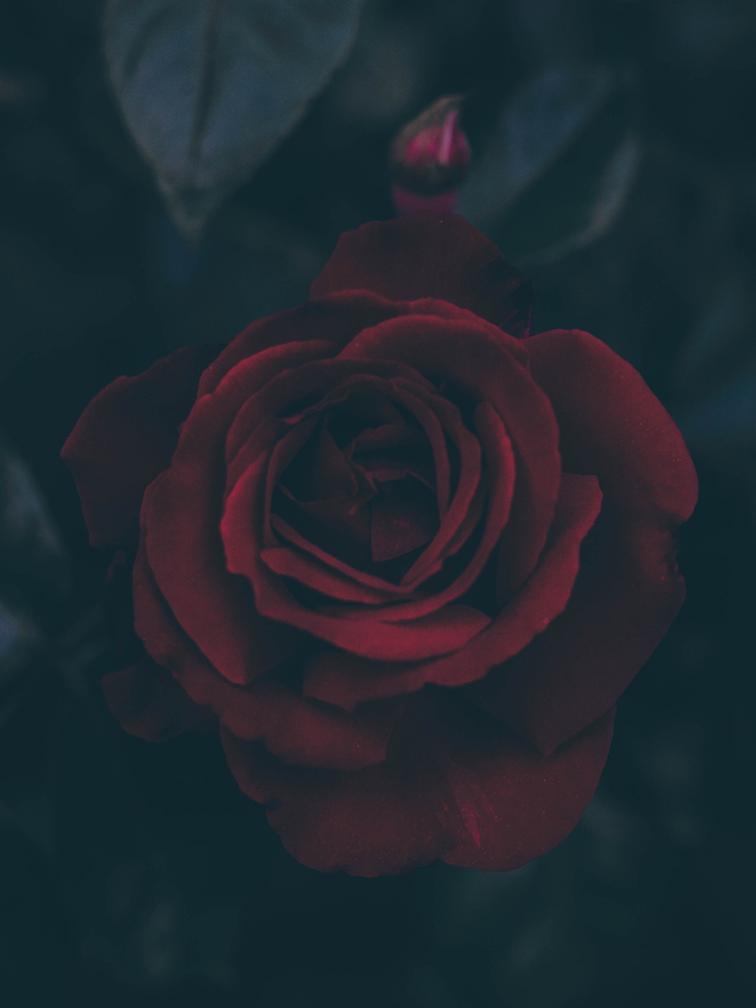 HD desktop wallpaper: Flowers, Flower