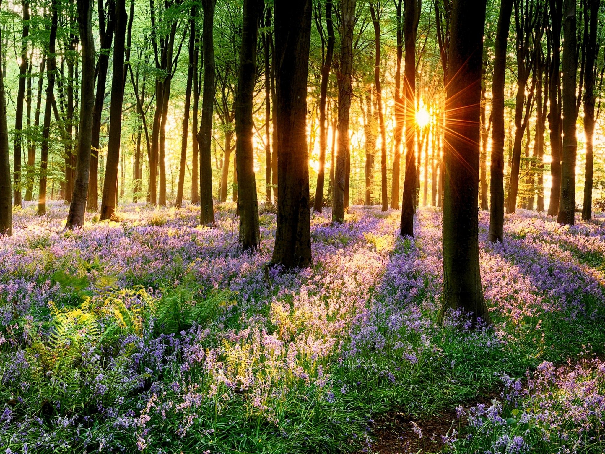 Spring forest, Bluebells, Sunrise wallpaper