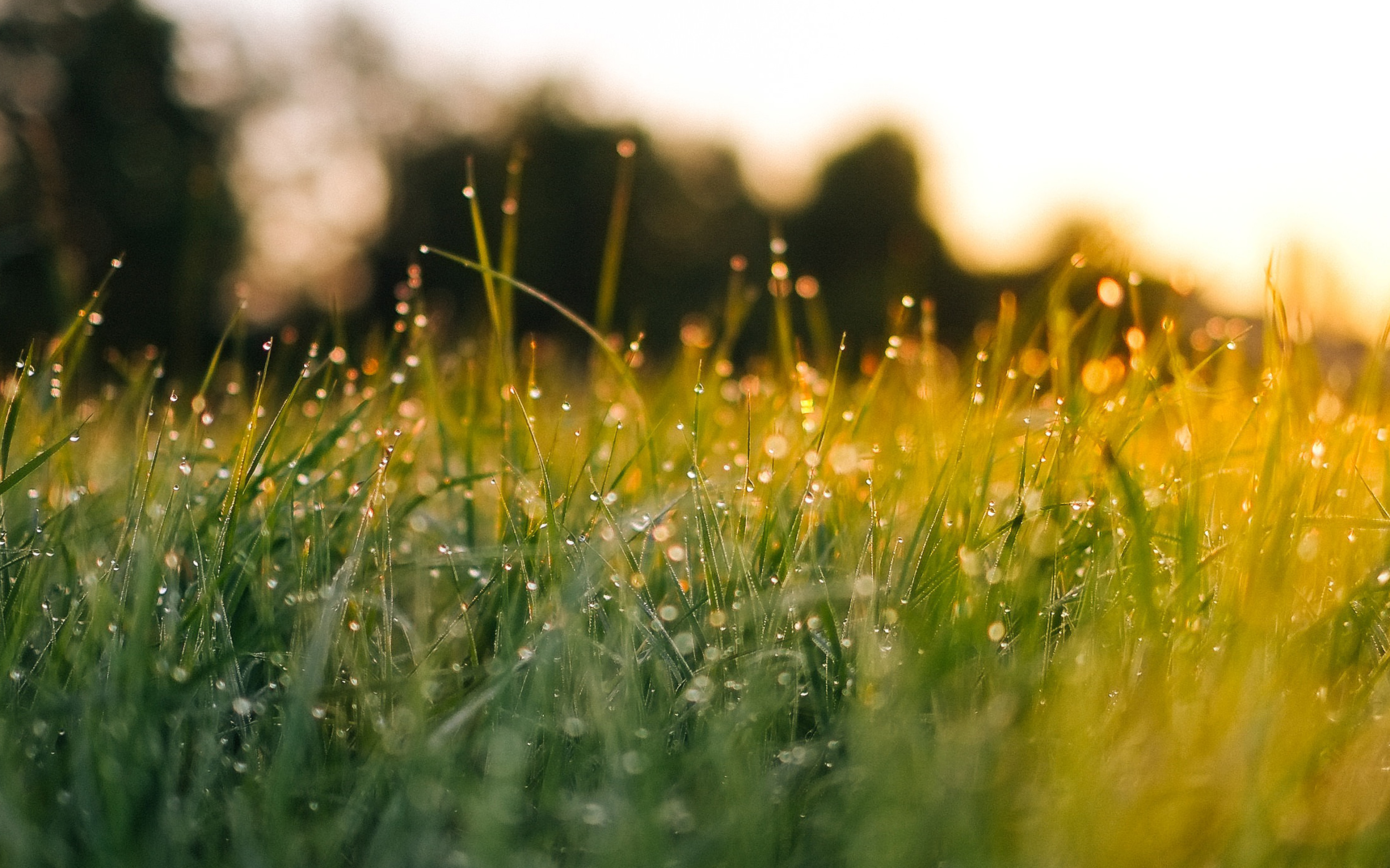 Lawn Green Nature Sunset Light