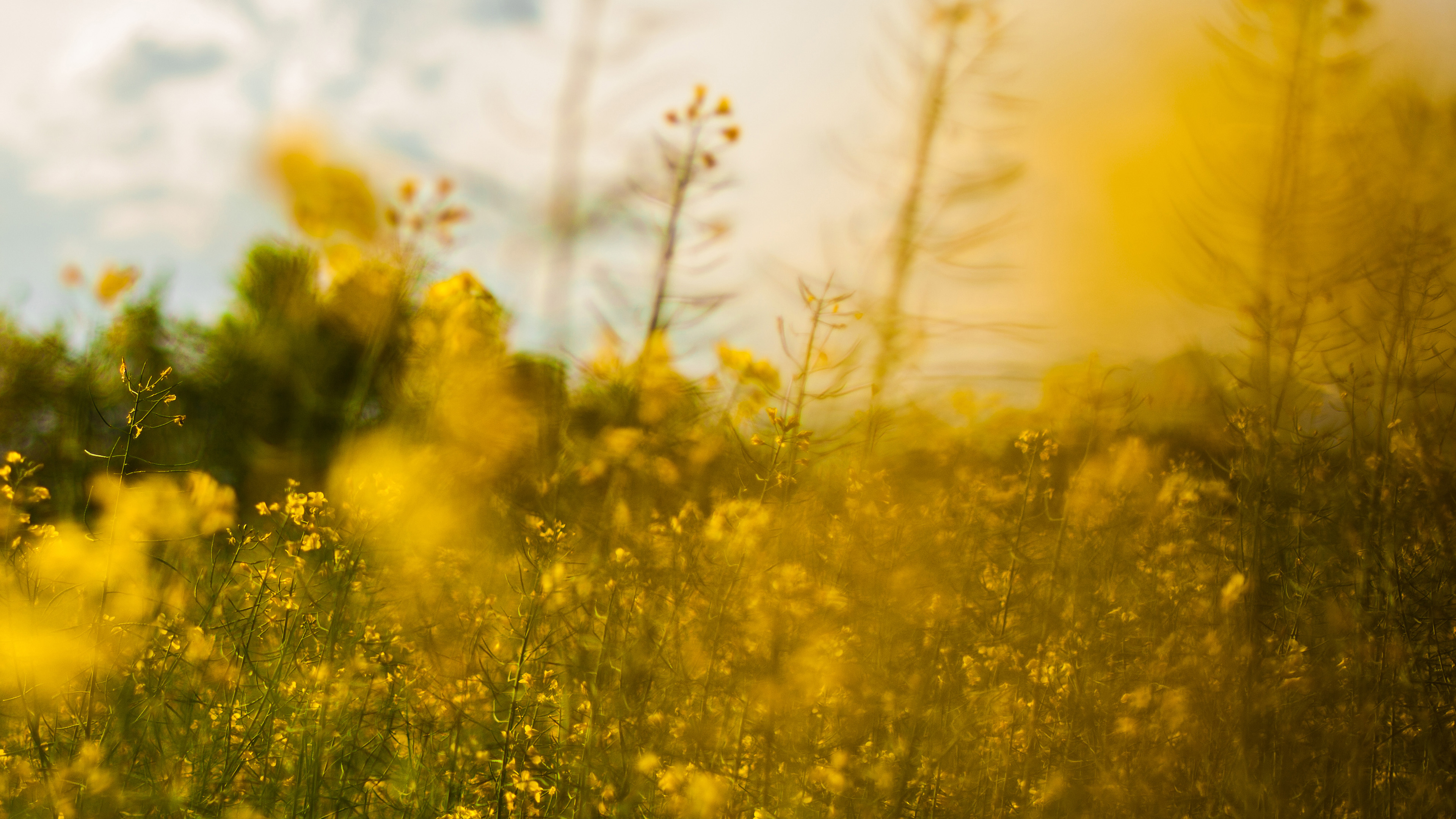 Nature Yellow Flower Bokeh Spring