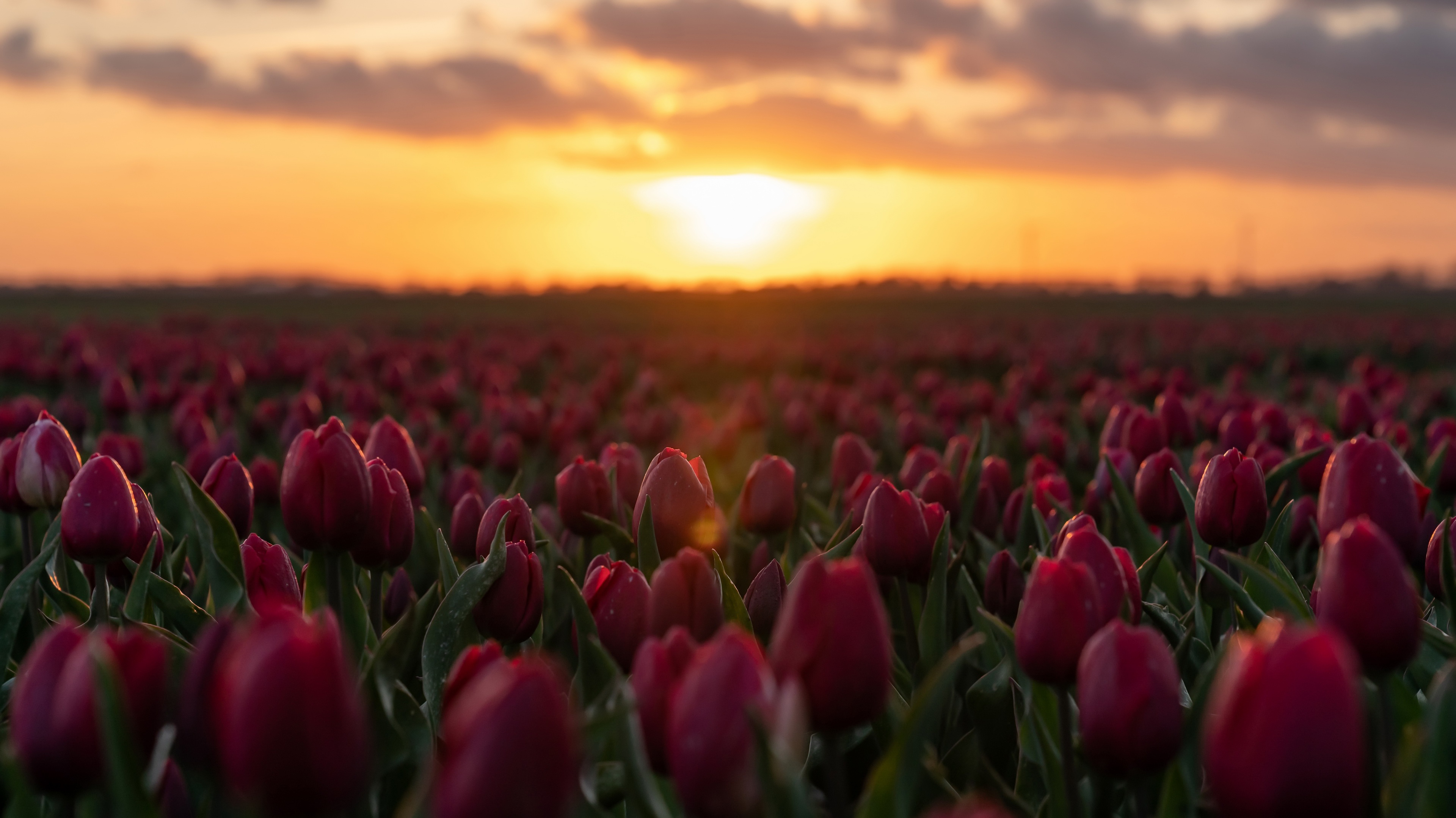 Nature Tulip 4k Ultra HD Wallpaper