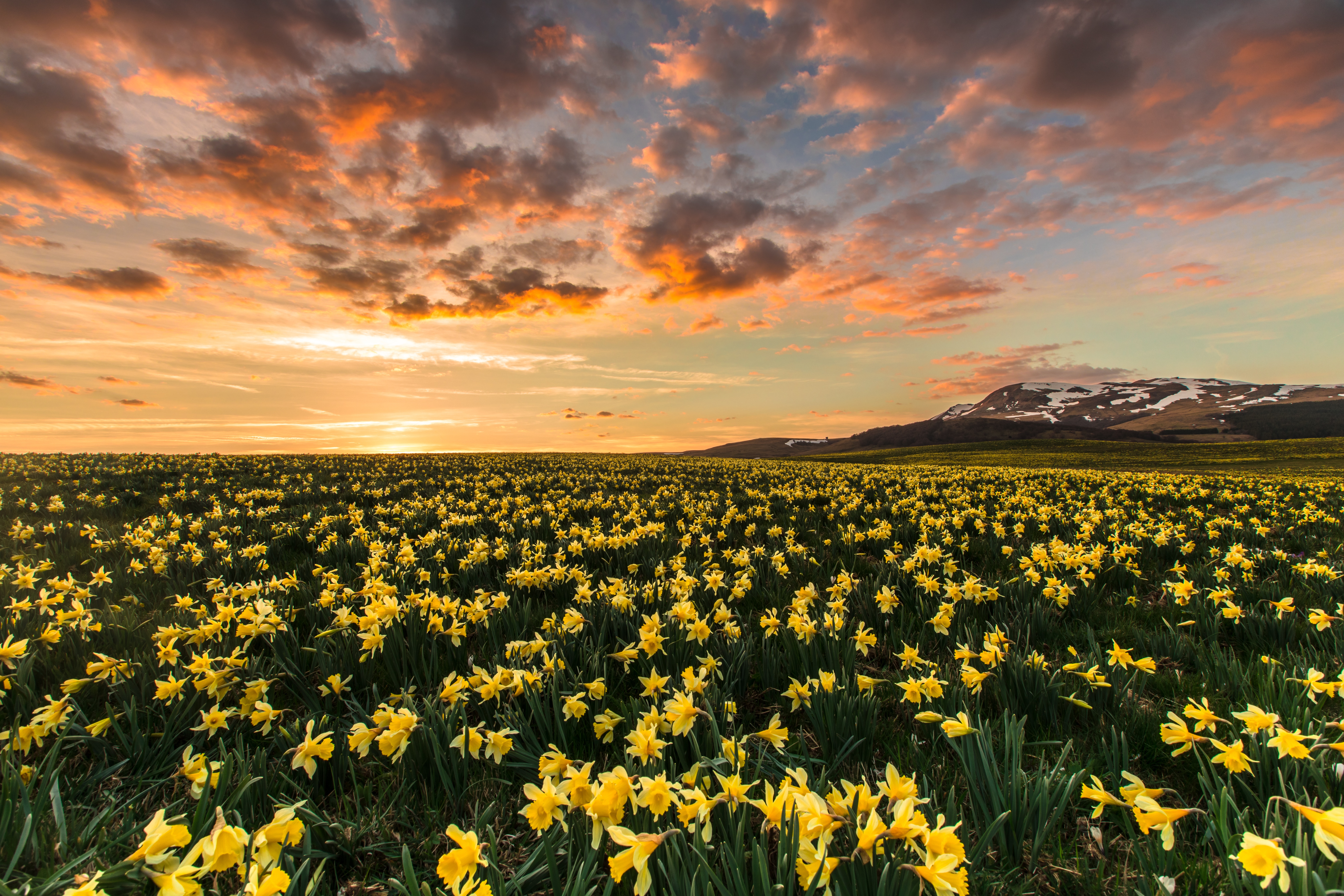 Nature Daffodil 4k Ultra HD Wallpaper