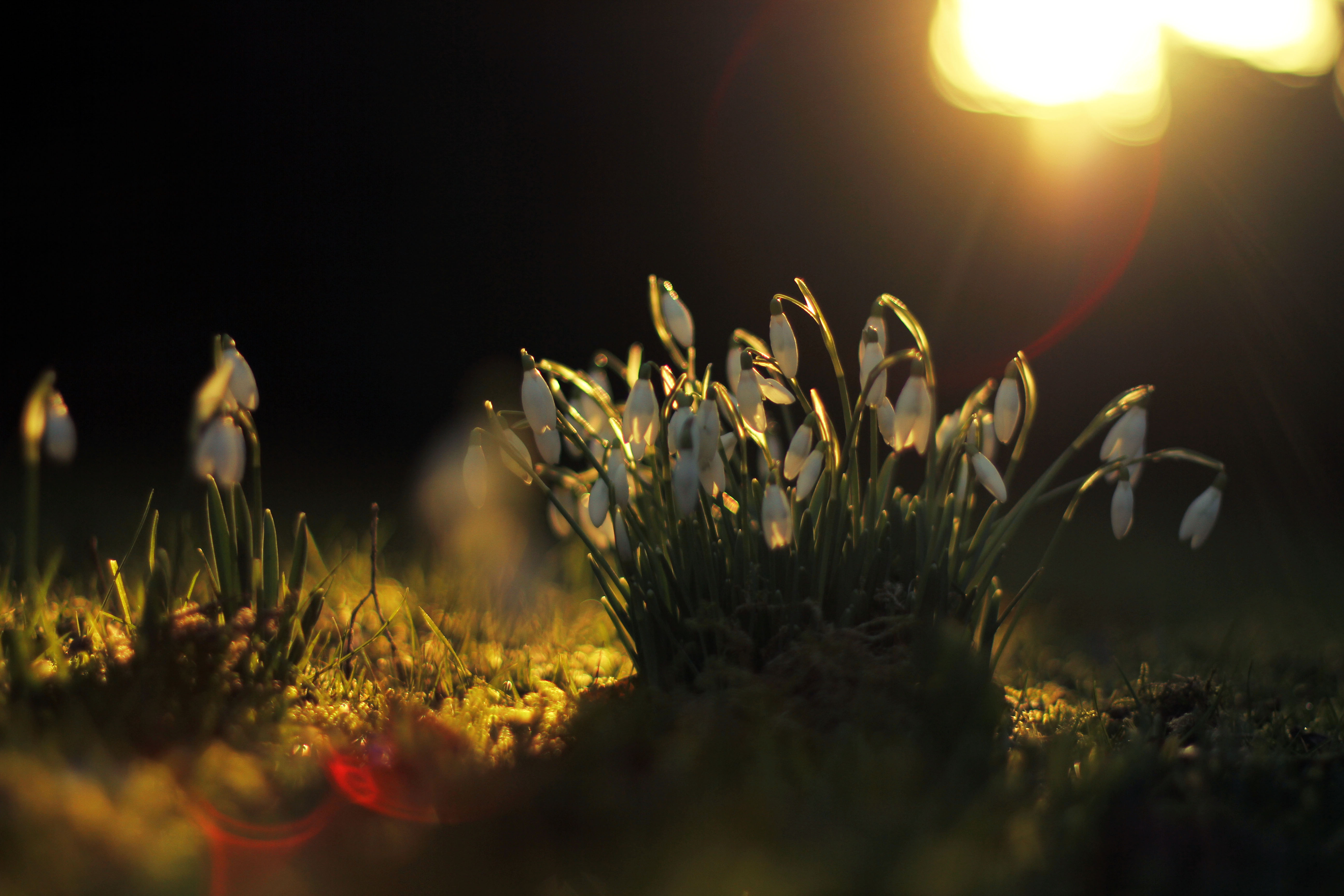Spring Flower Nature Snowdrop 4k