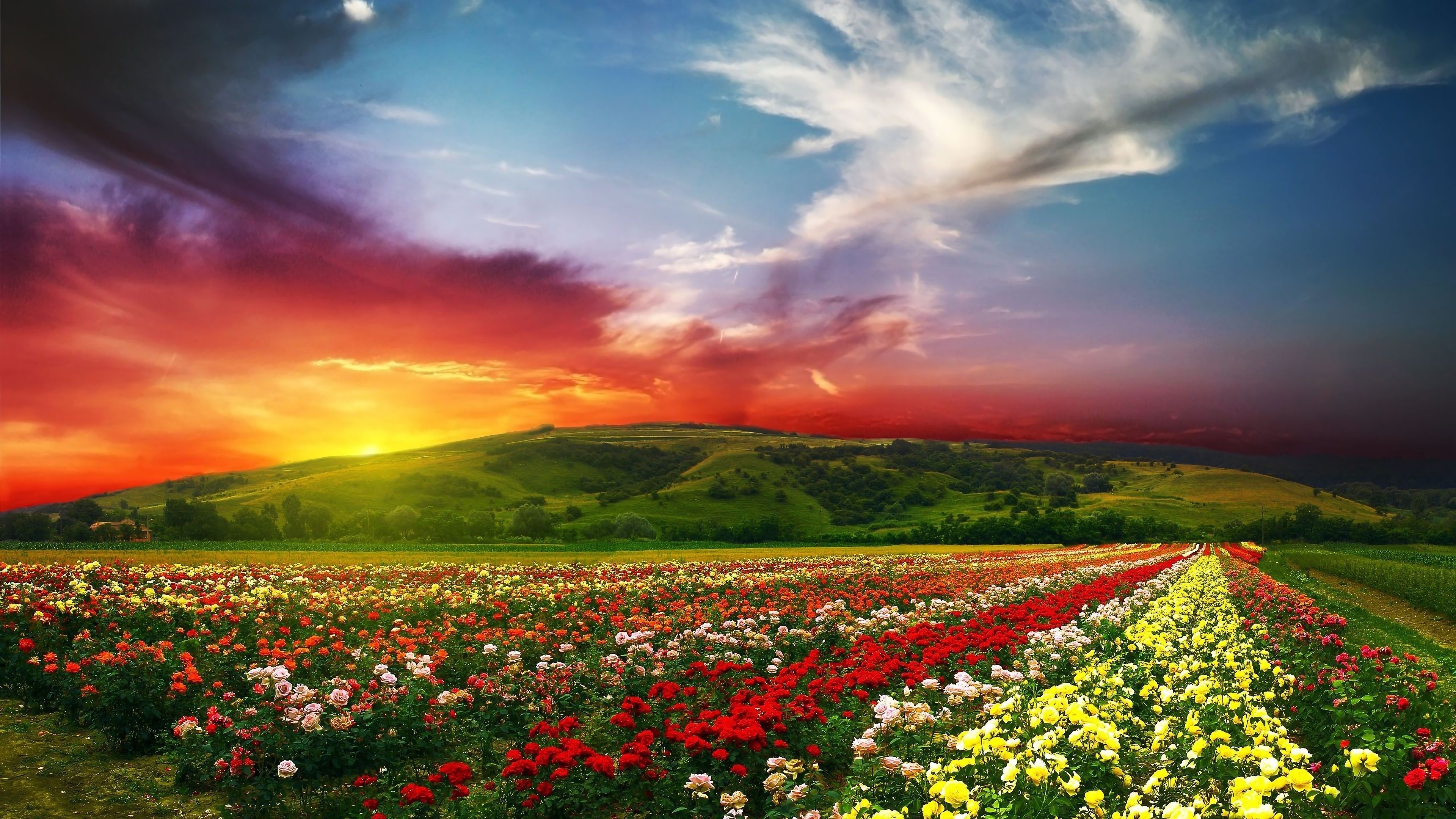 Flowers Landscape Sunset Nature Scenery