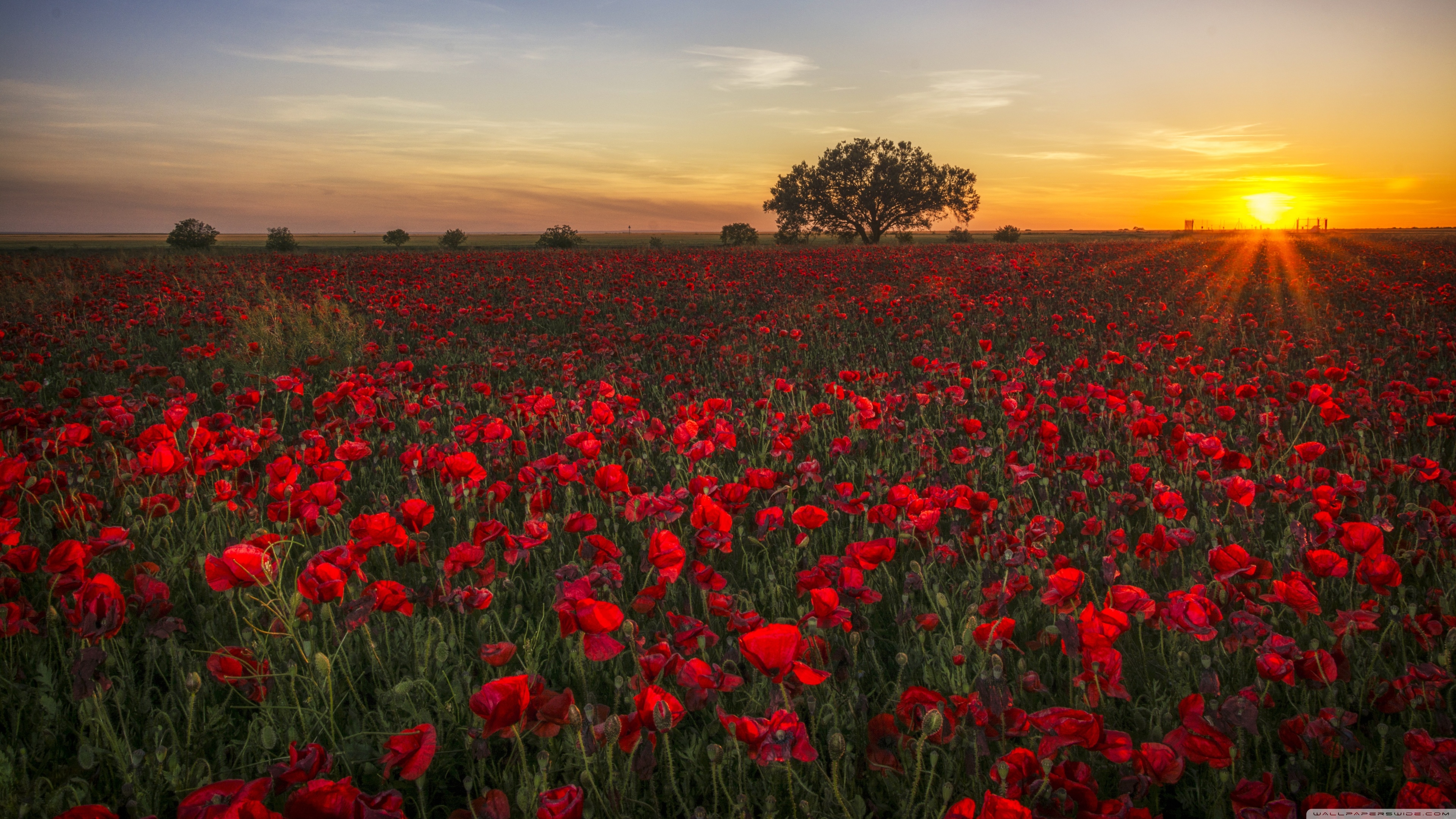 Ultra HD Desktop Background Wallpaper