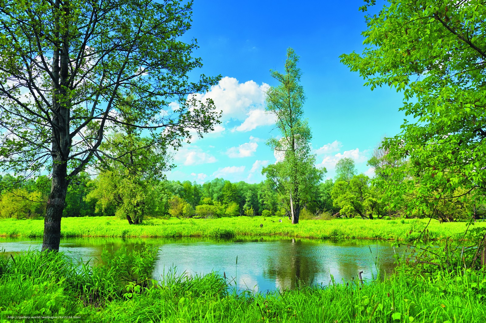 wallpaper summer, lake, field, trees