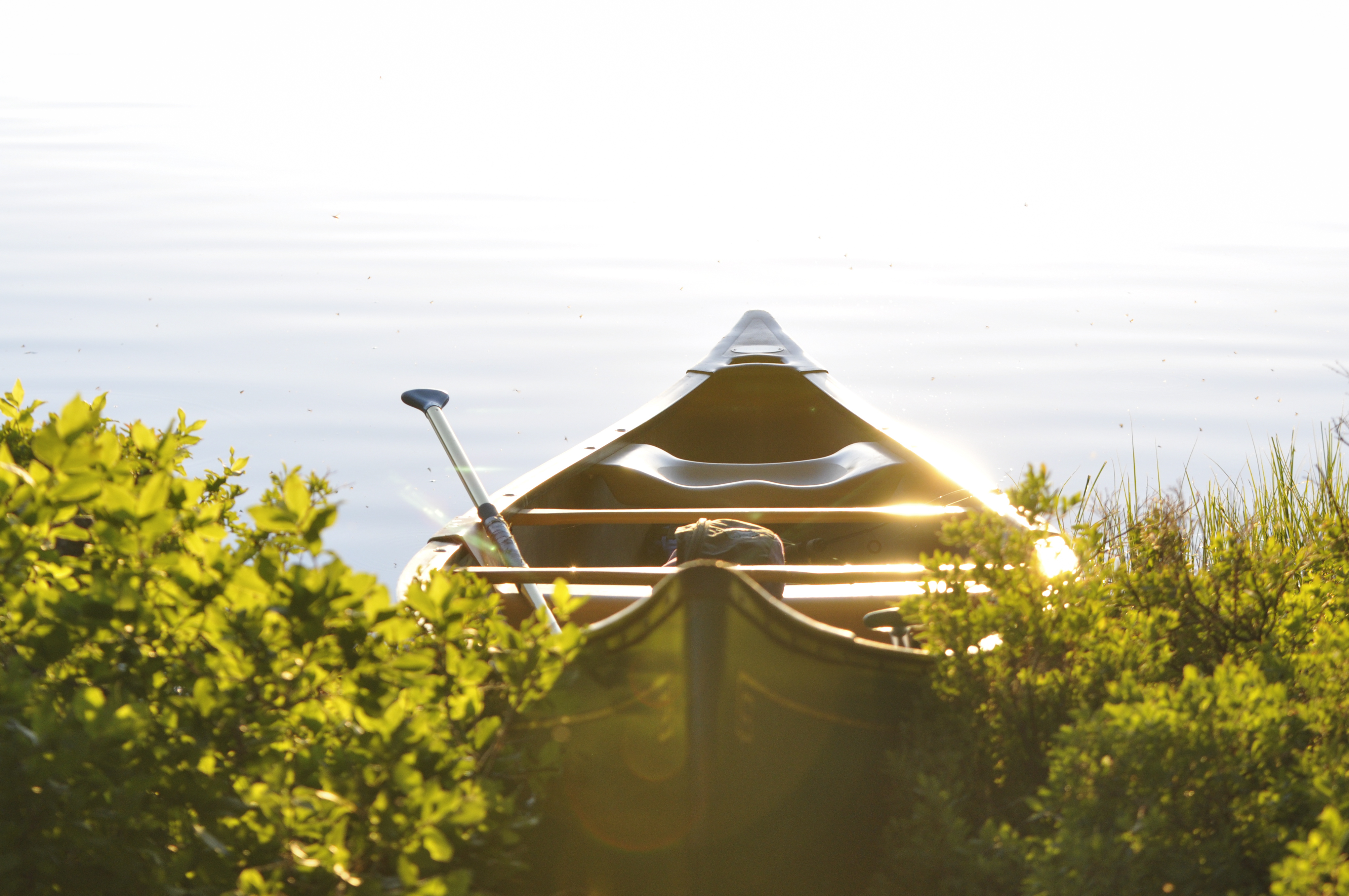 sea, nature, rowboat, meadow, sunlight