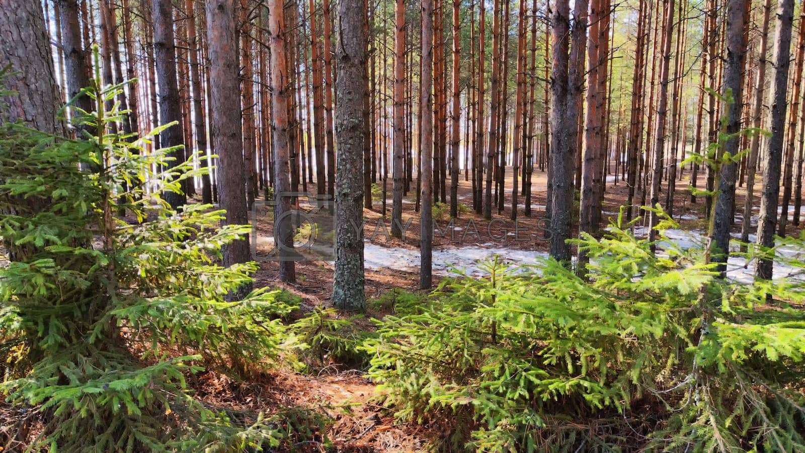 pine trees on a sunny spring day