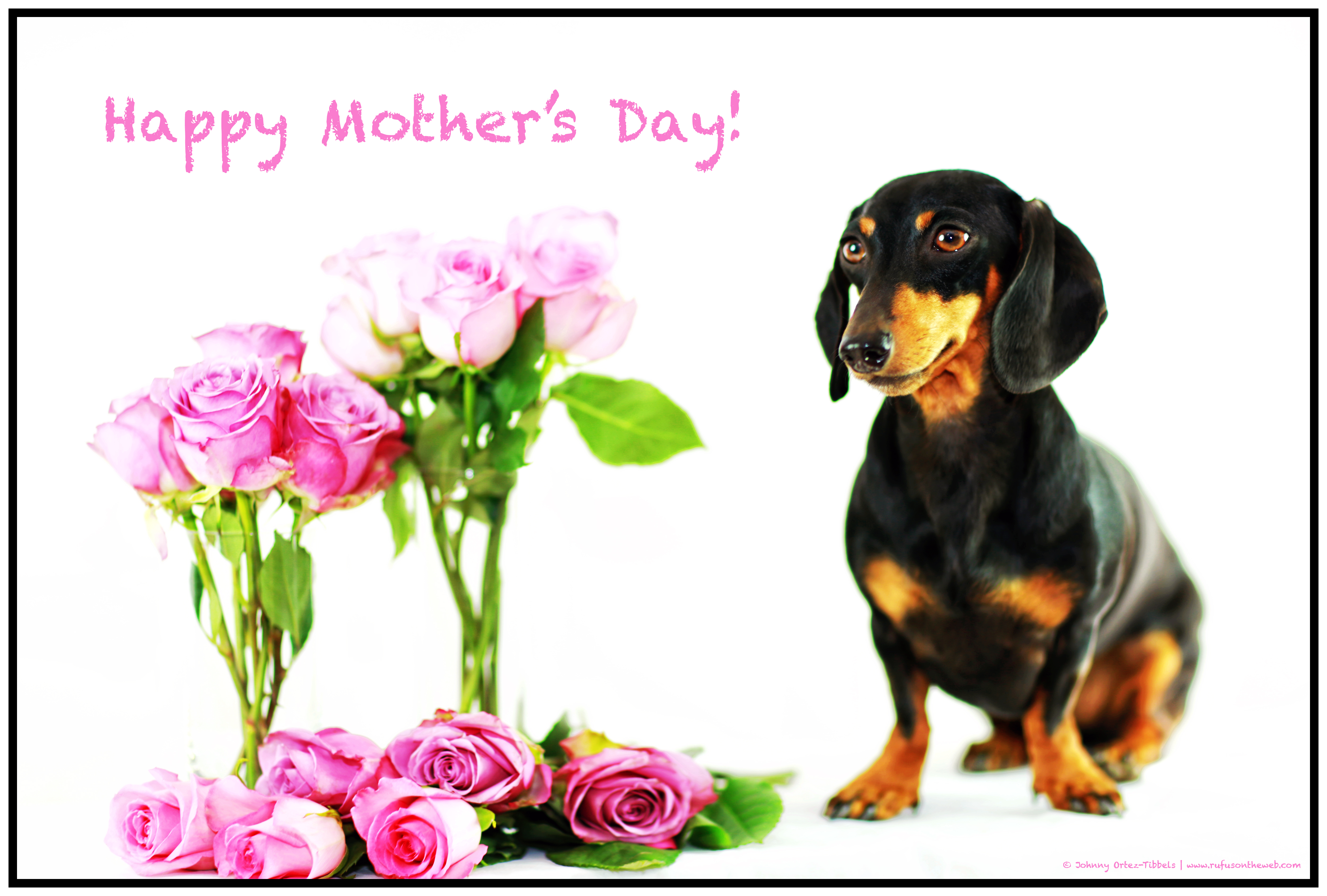 Happy Mothers Day Dachshund 2024