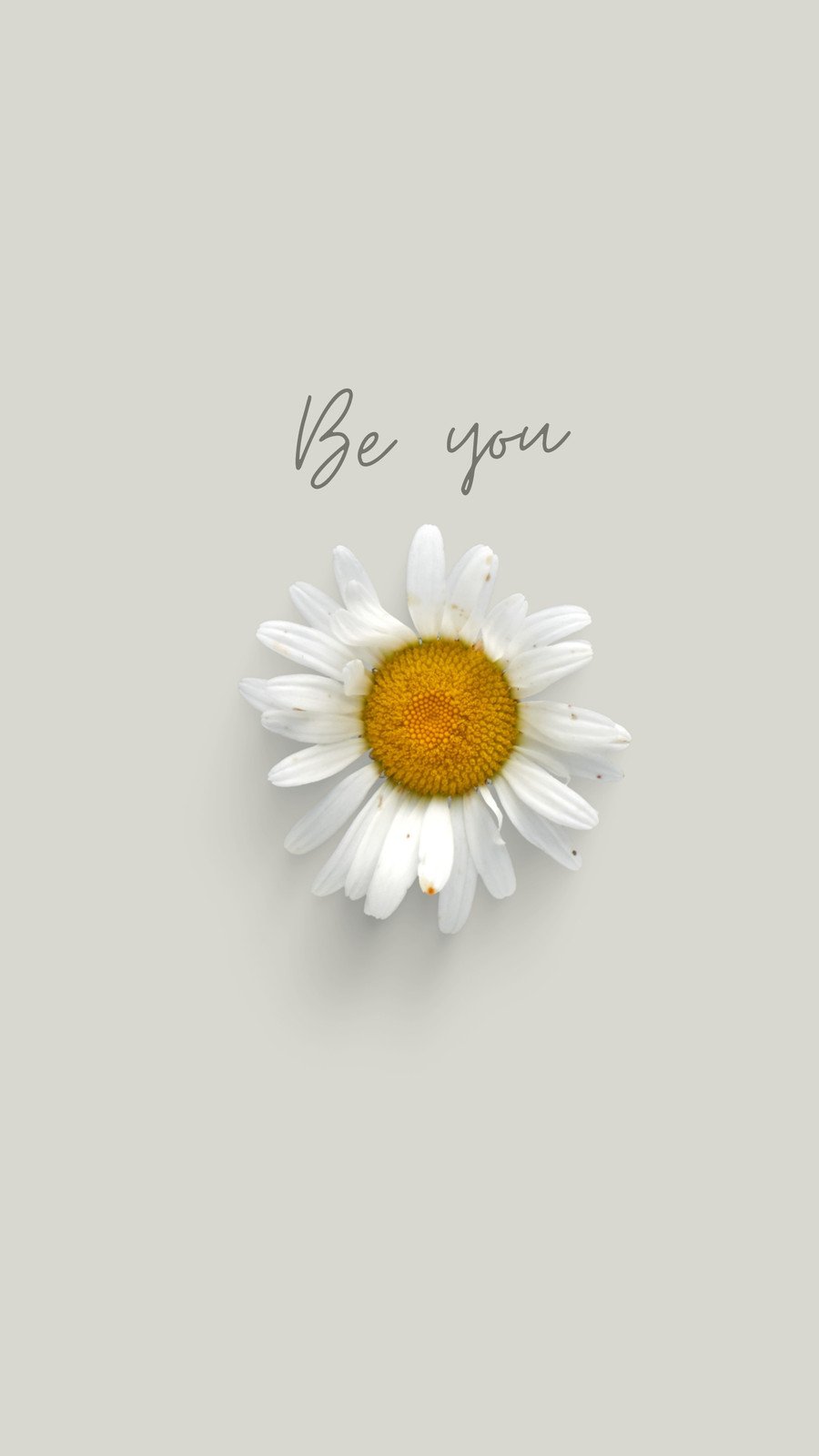 daisy wallpaper