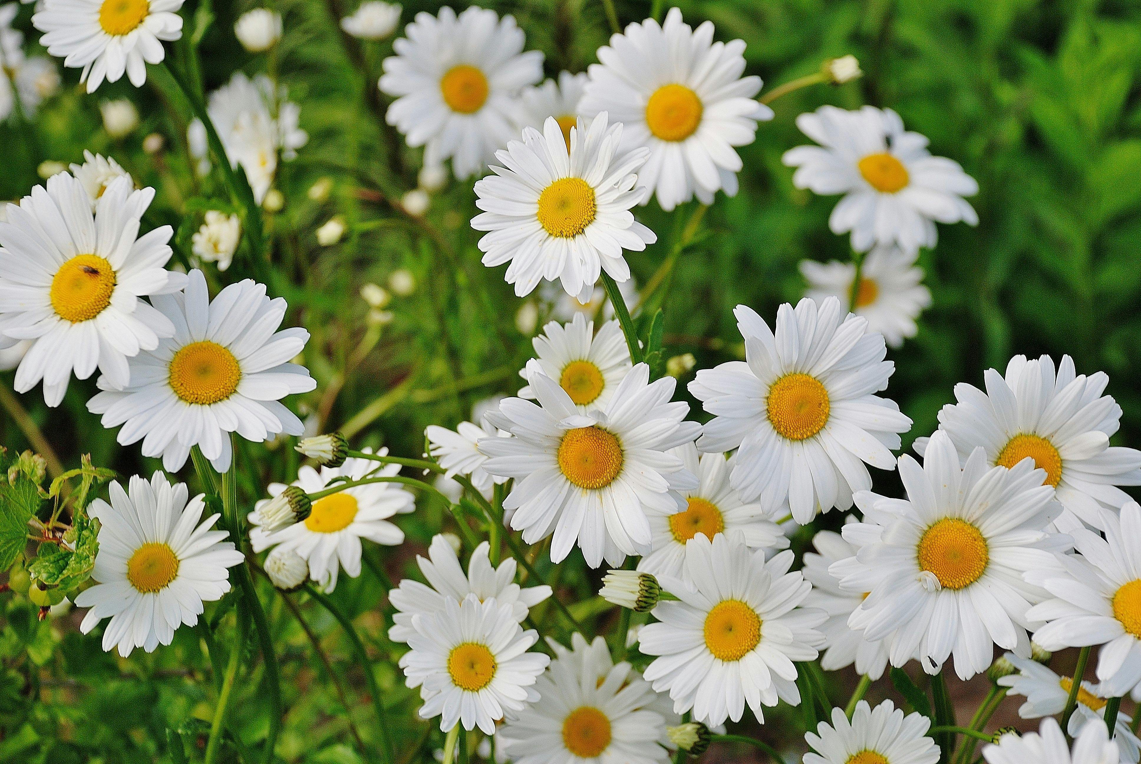 Daisies Photo, Download The BEST Free