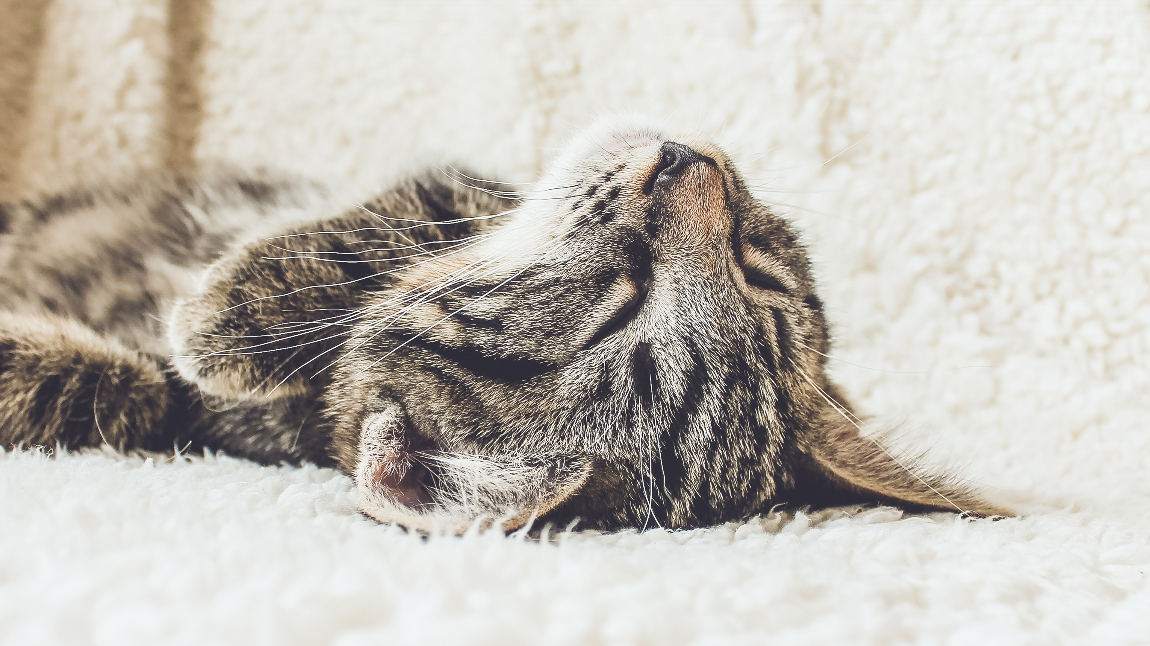 Animal Cute Pet Kitten Nap Sleep