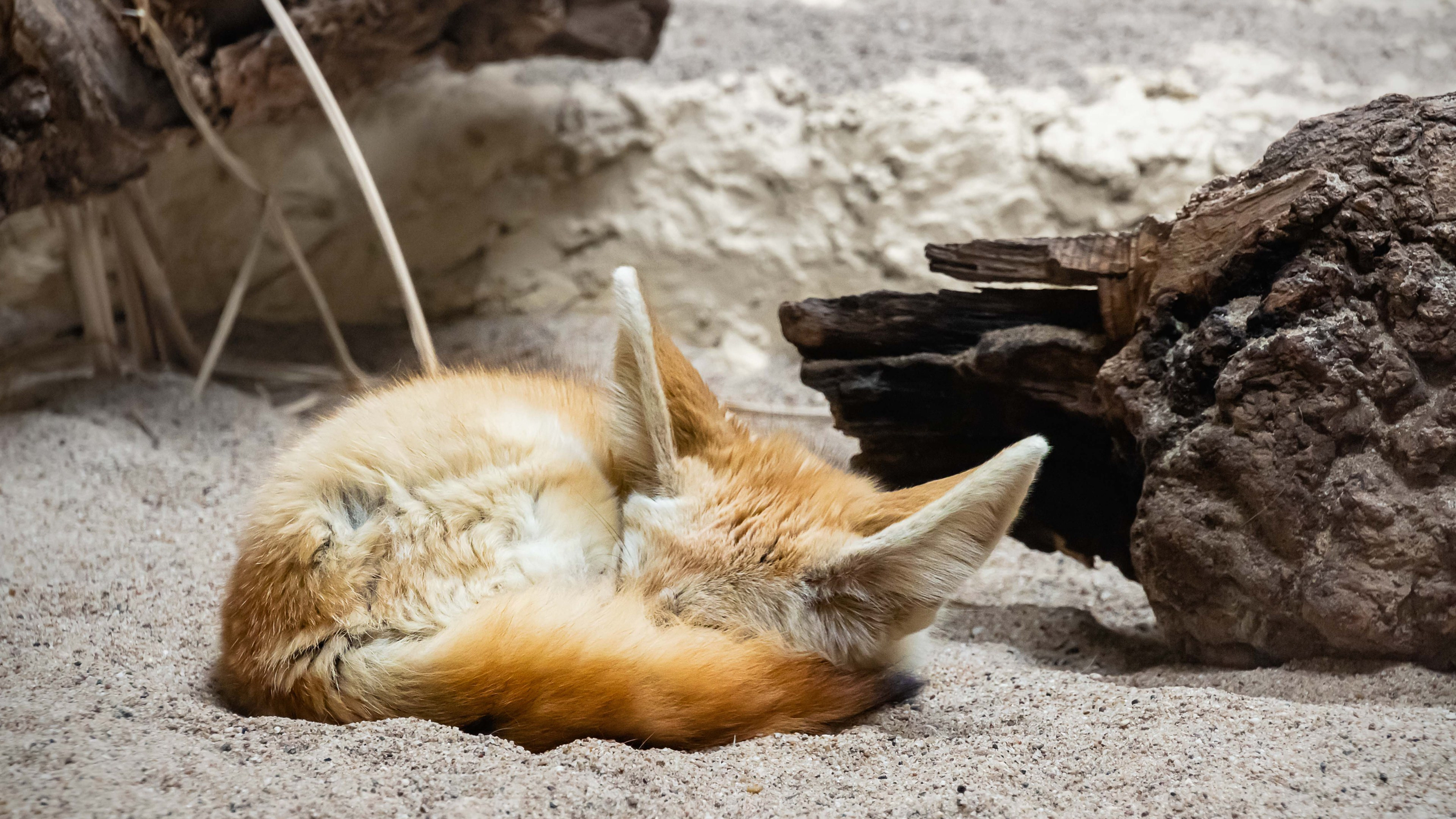 Sleeping Fennec Fox 4K Wallpaper HD