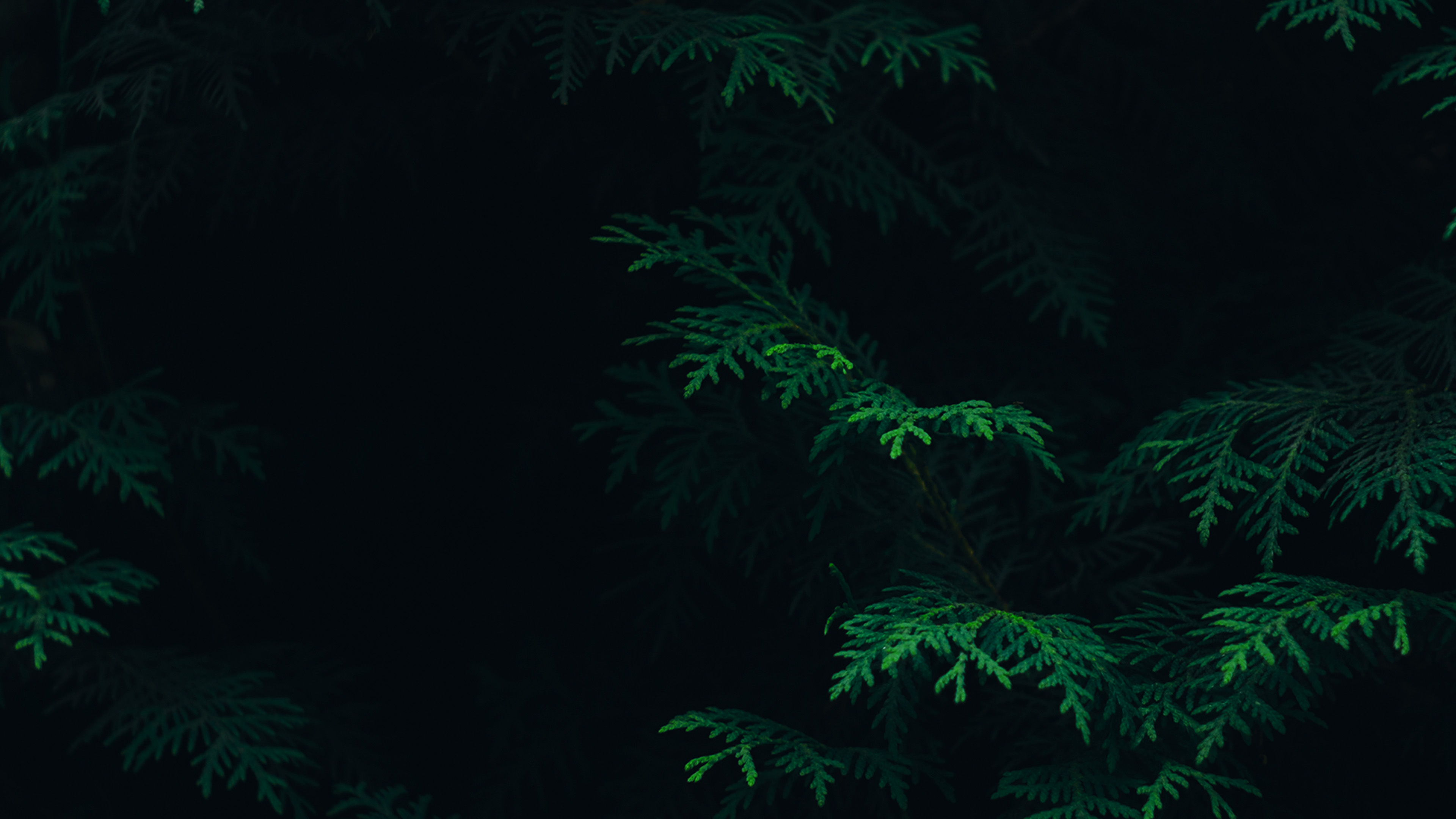 Tree Leaf Green Pattern Nature Dark