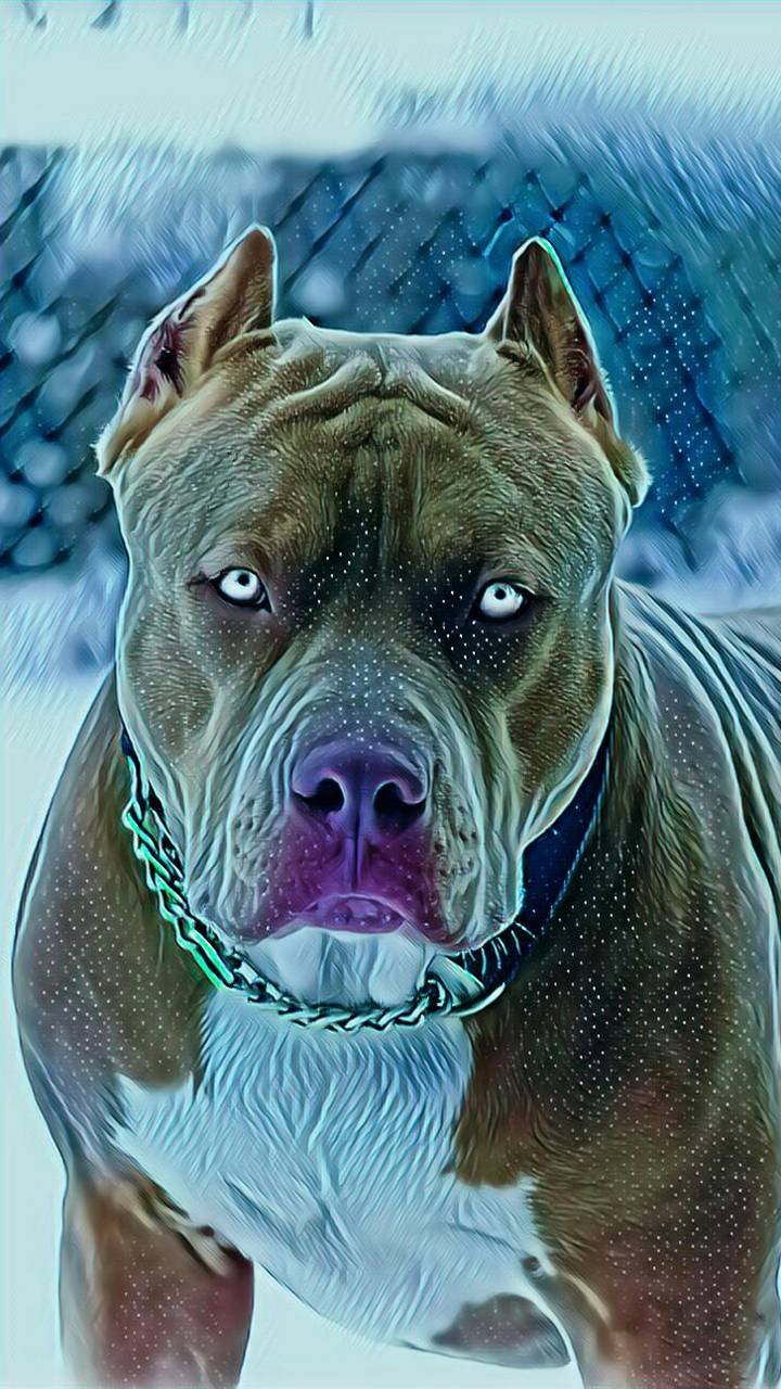 Pit Bull Phone Wallpaper