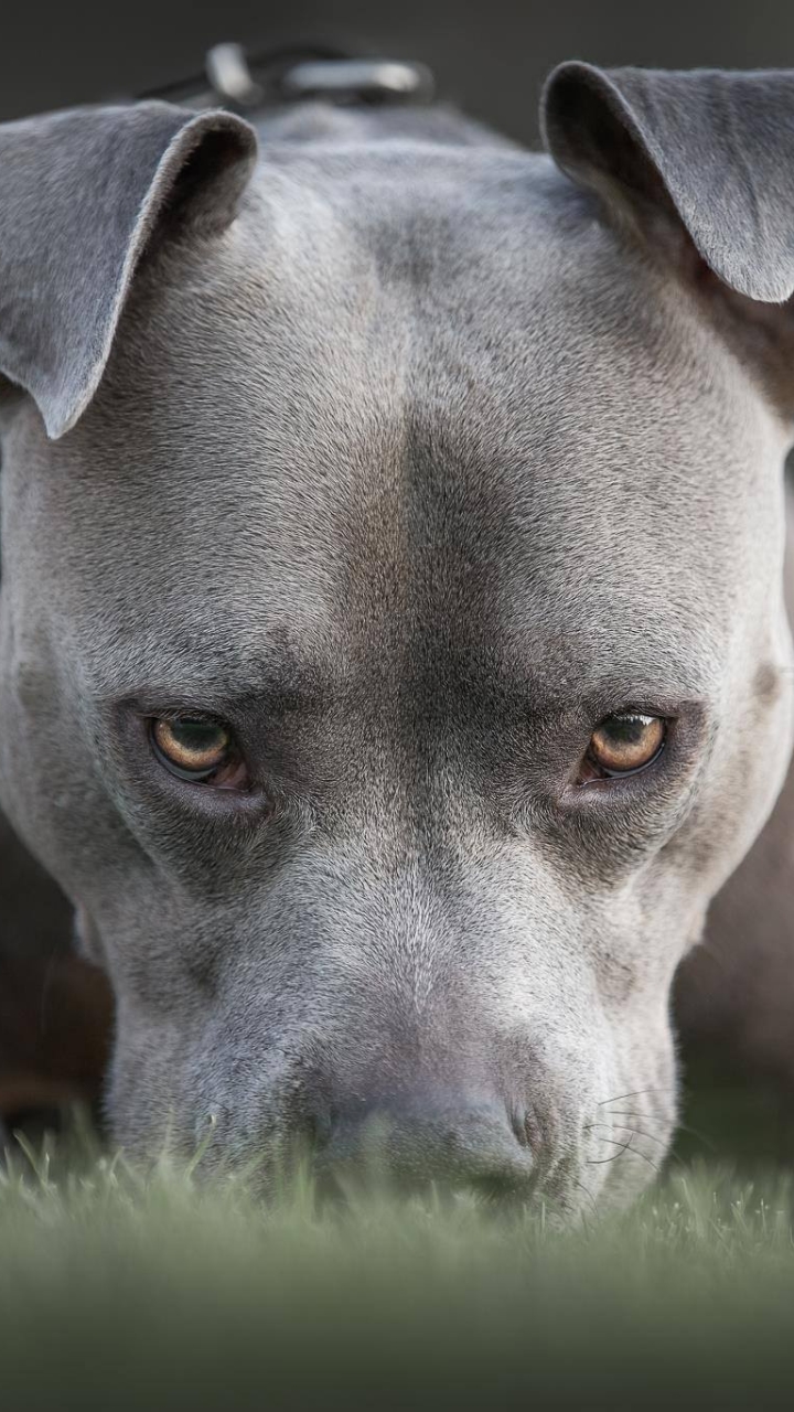 Download American Pit Bull Terrier