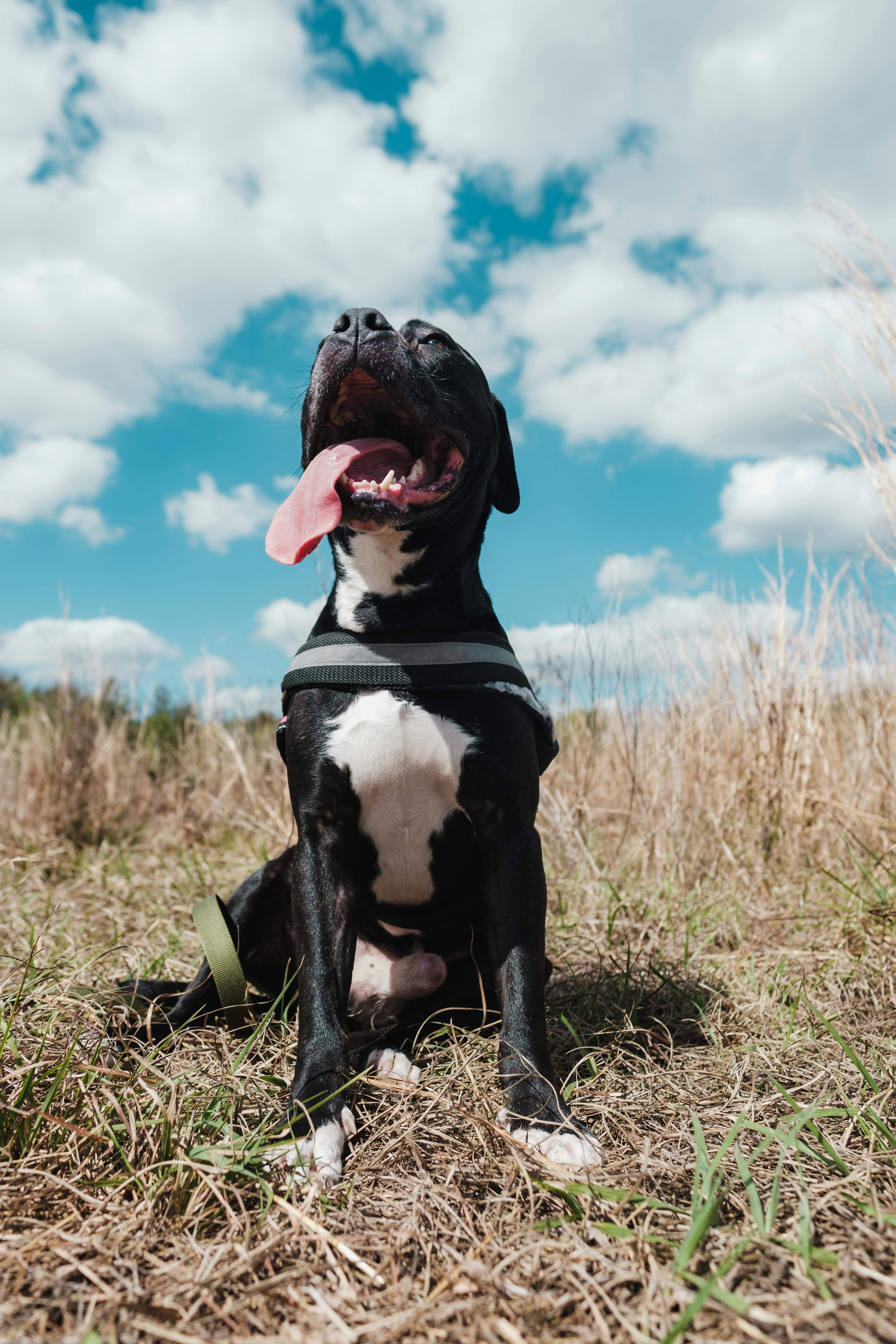 Pitbull Photo, Download The BEST Free